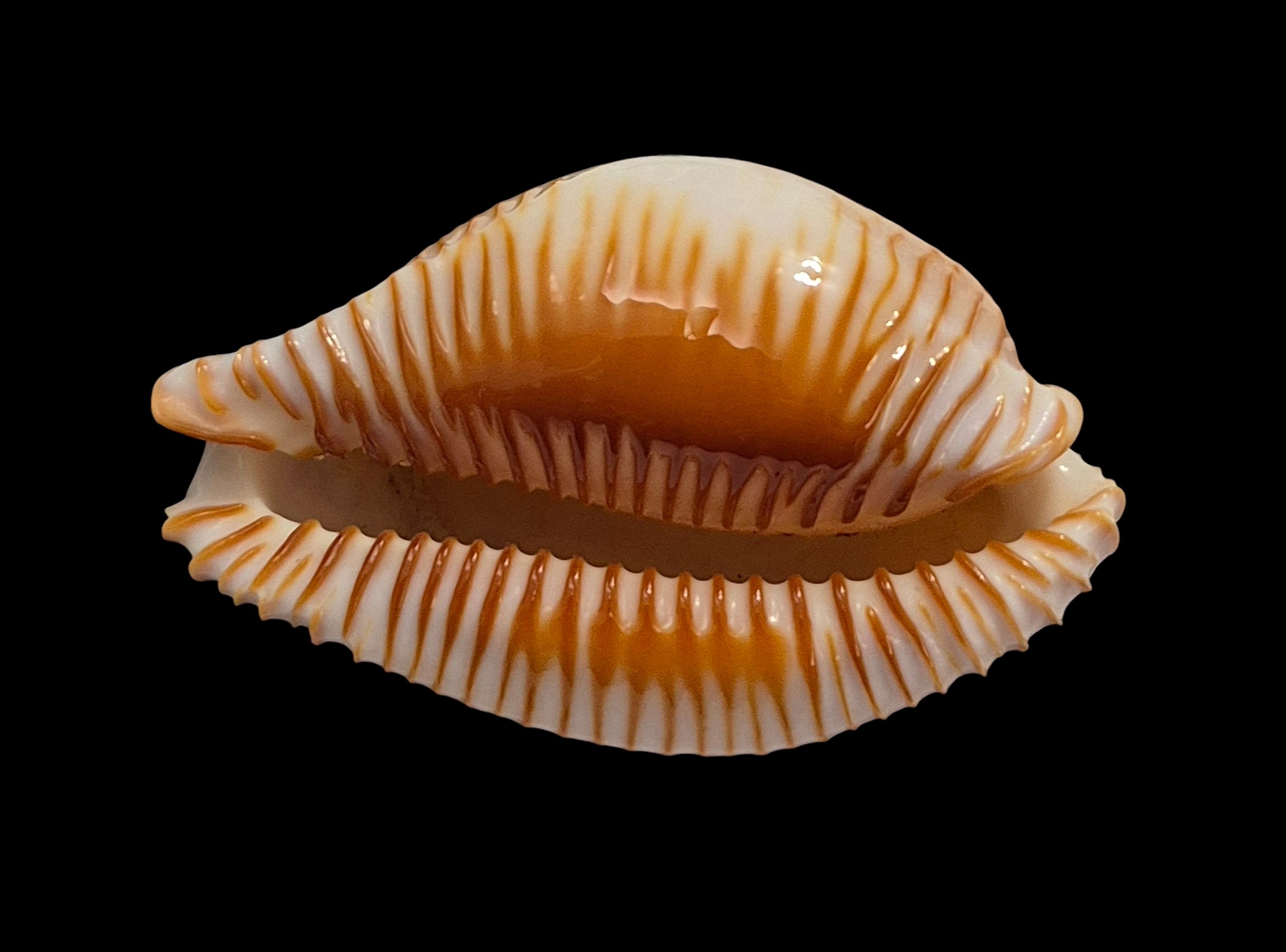 BC336 Perisserosa guttata - Image 5