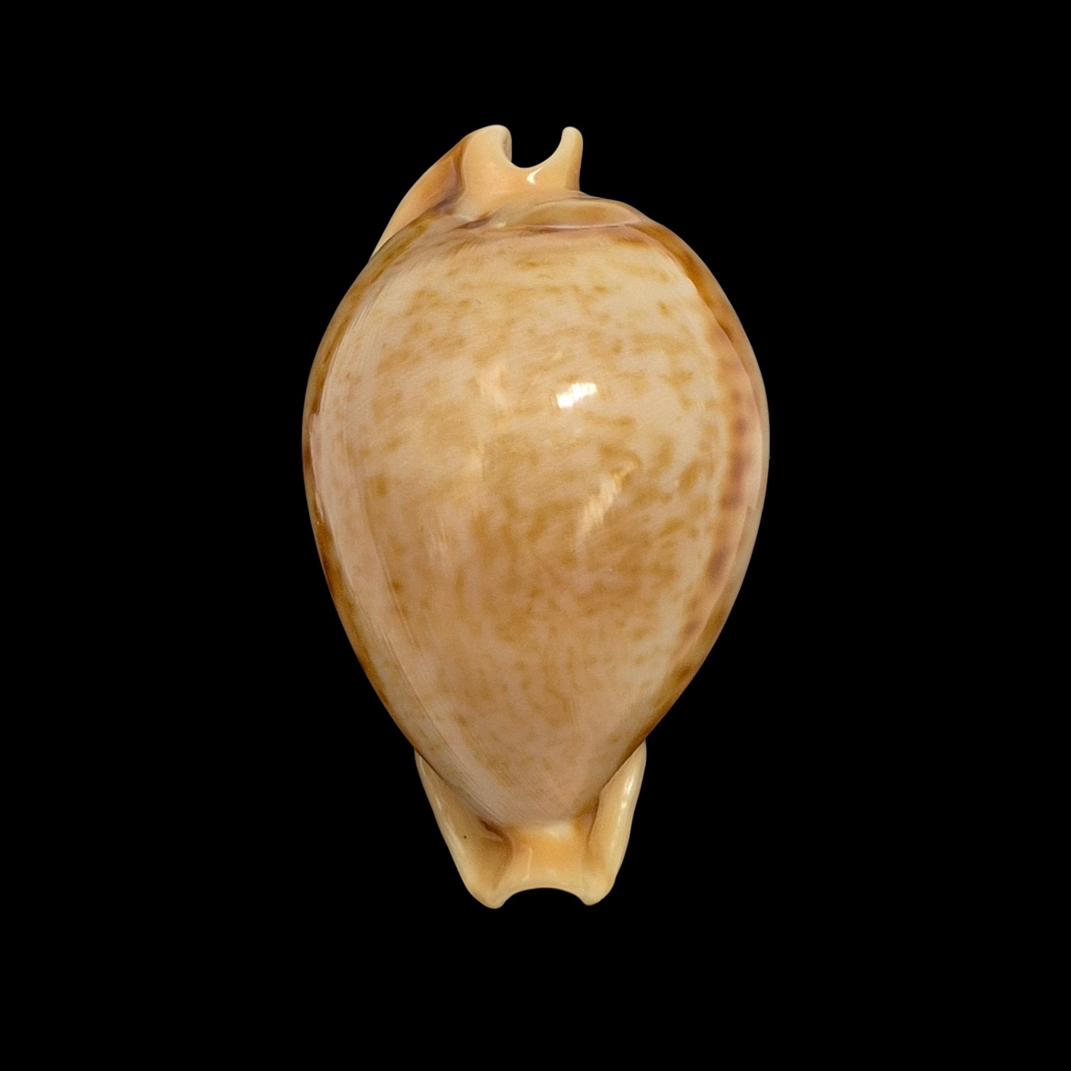 BC084 Nesiocypraea teramachii