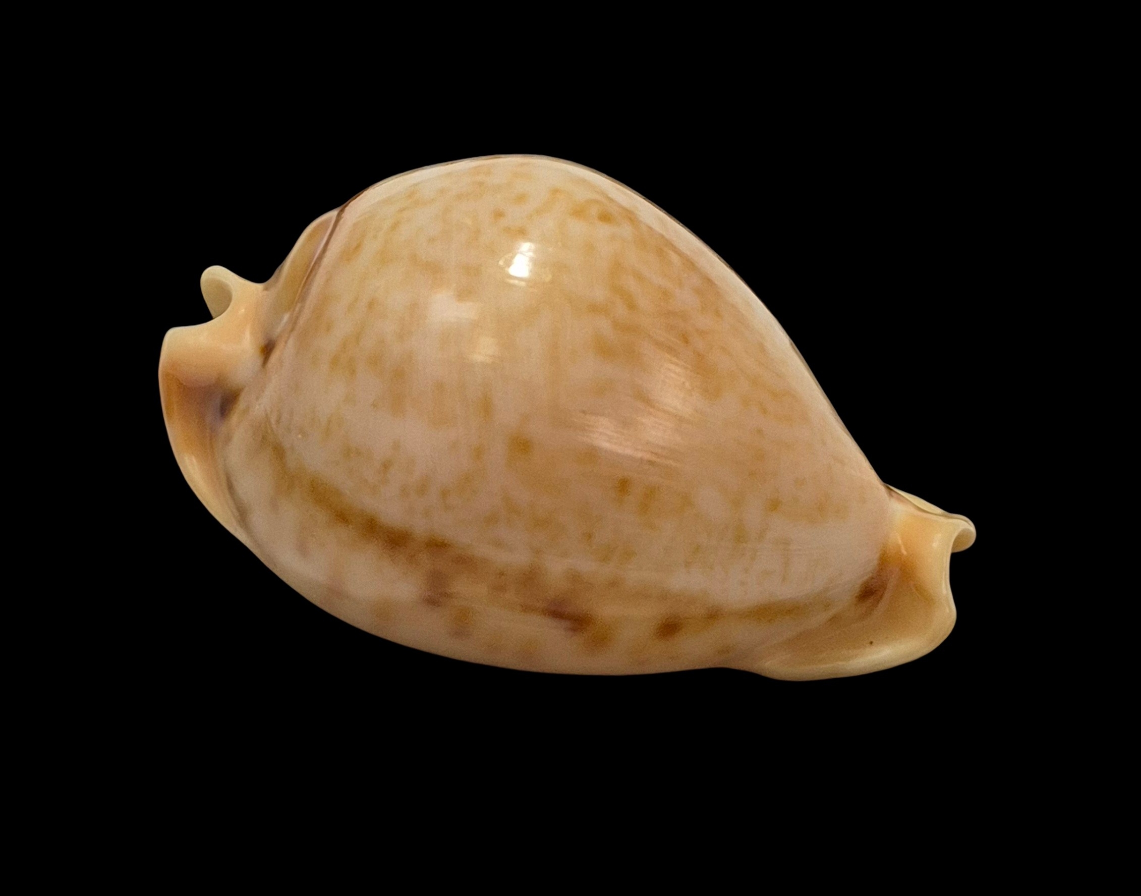 BC084 Nesiocypraea teramachii - Image 2