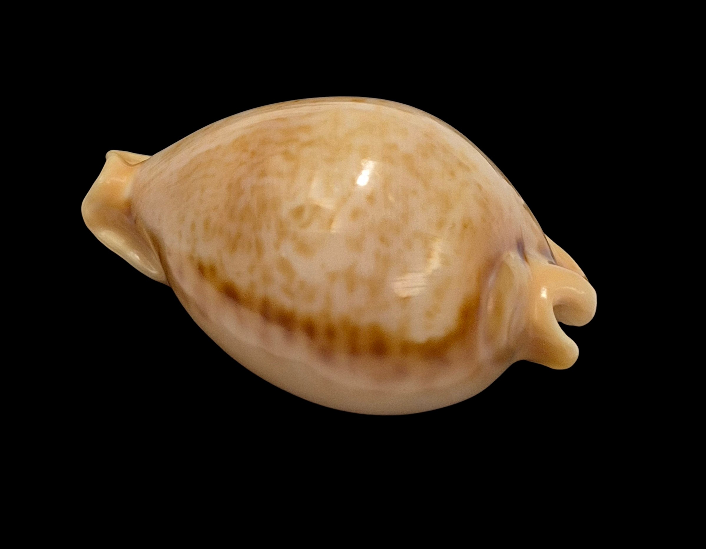 BC084 Nesiocypraea teramachii - Image 3