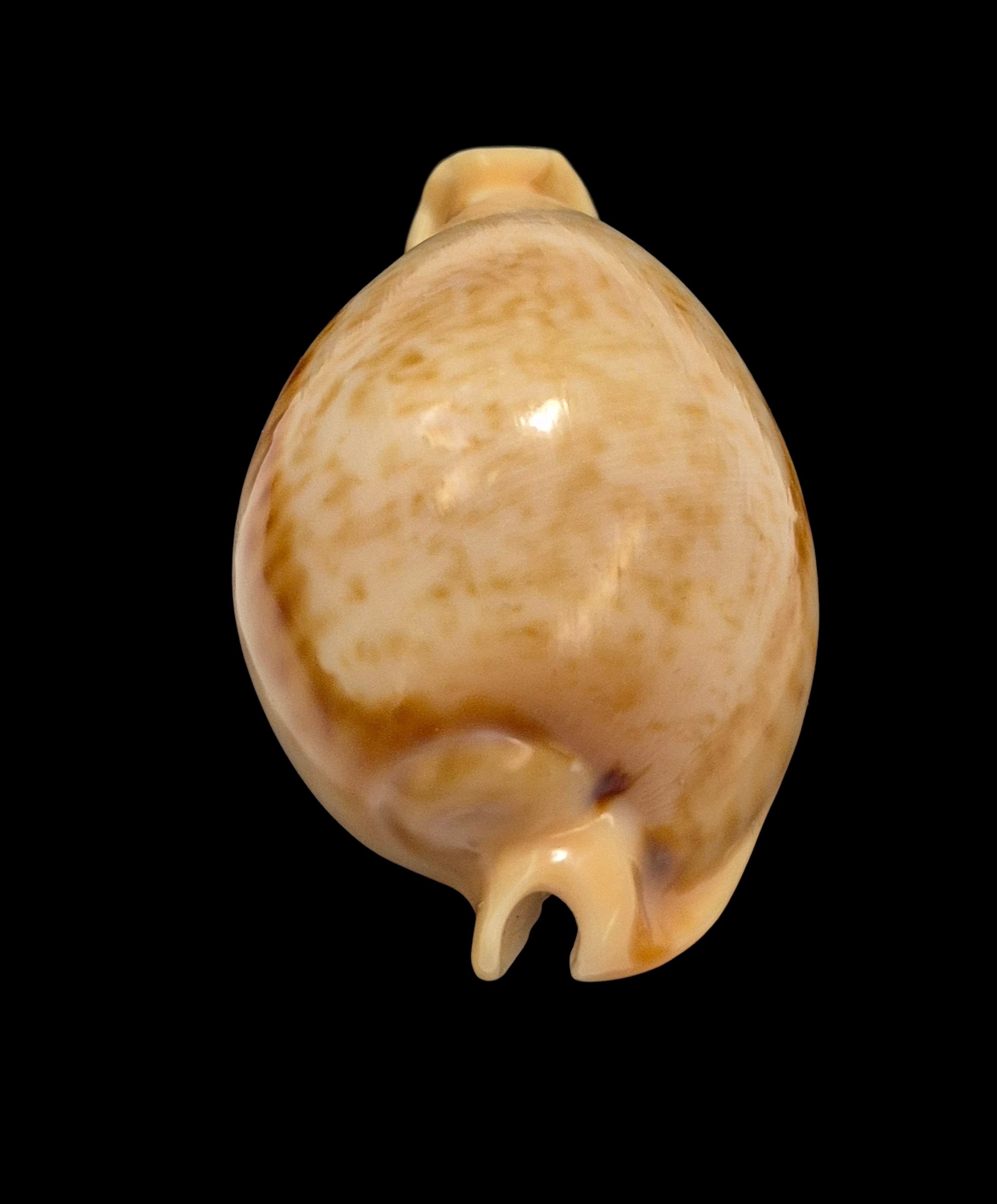 BC084 Nesiocypraea teramachii - Image 4