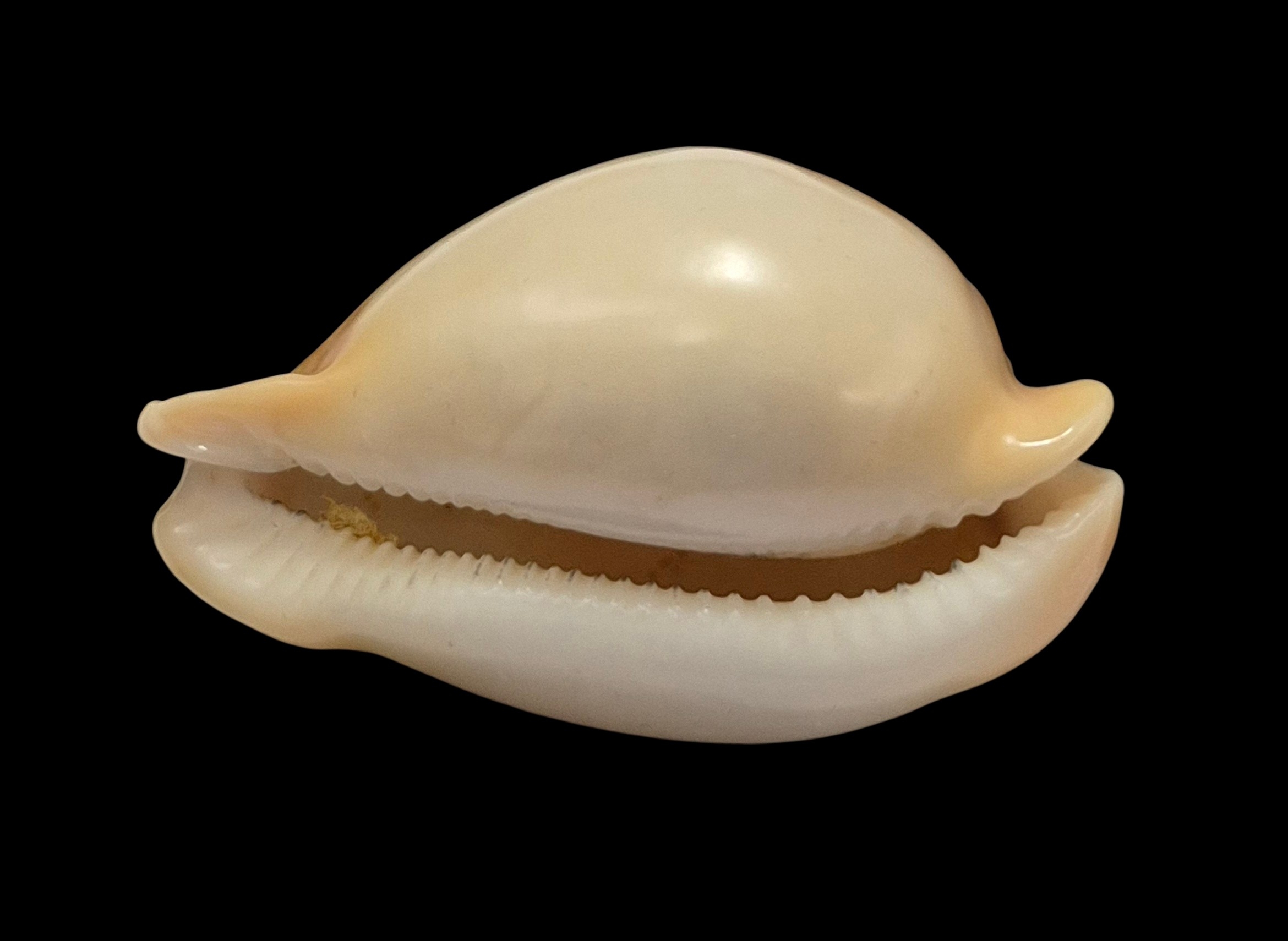 BC084 Nesiocypraea teramachii - Image 5