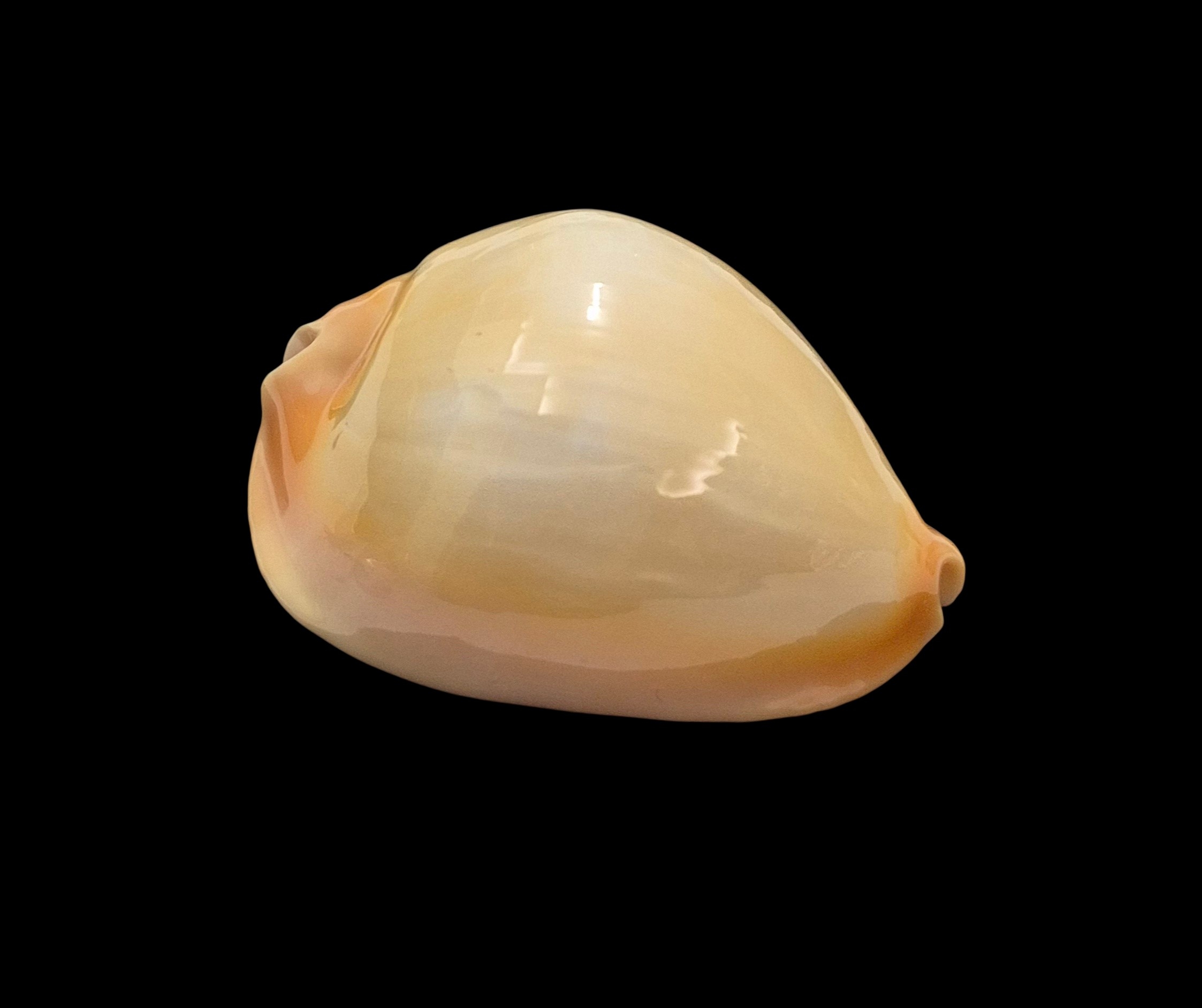 BC036 Zoila raywalkeri - GOLDEN BEAUTY - Image 2