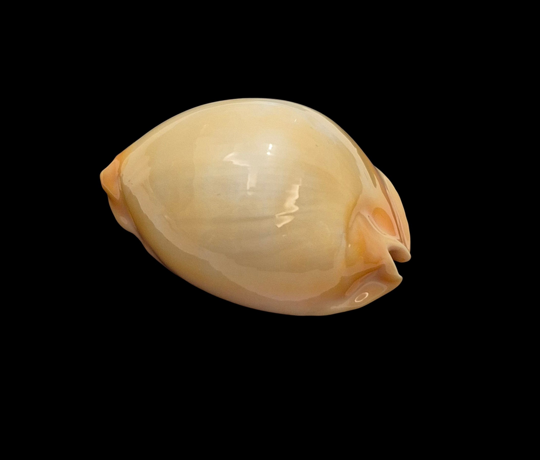 BC036 Zoila raywalkeri - GOLDEN BEAUTY - Image 3