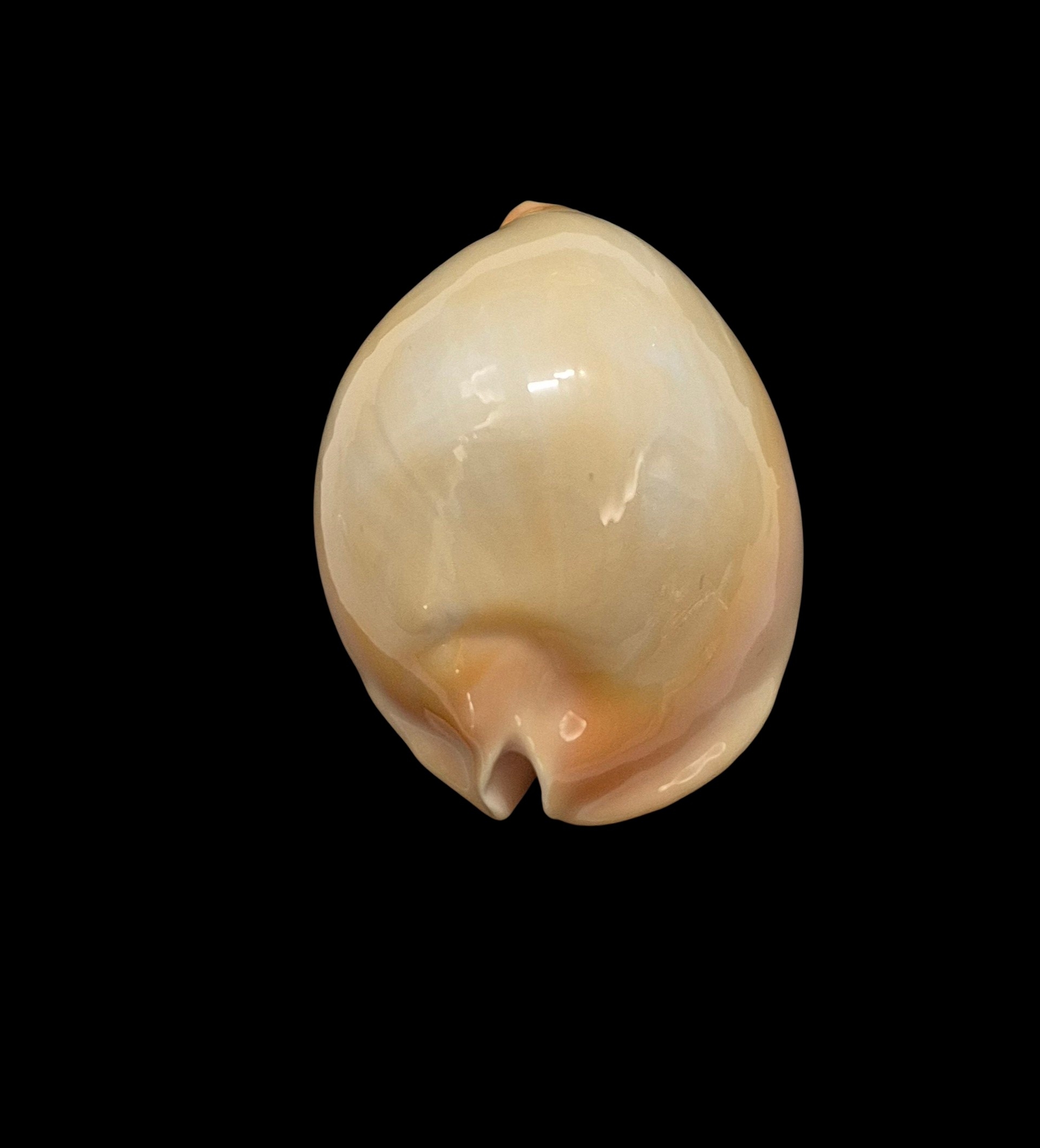 BC036 Zoila raywalkeri - GOLDEN BEAUTY - Image 7