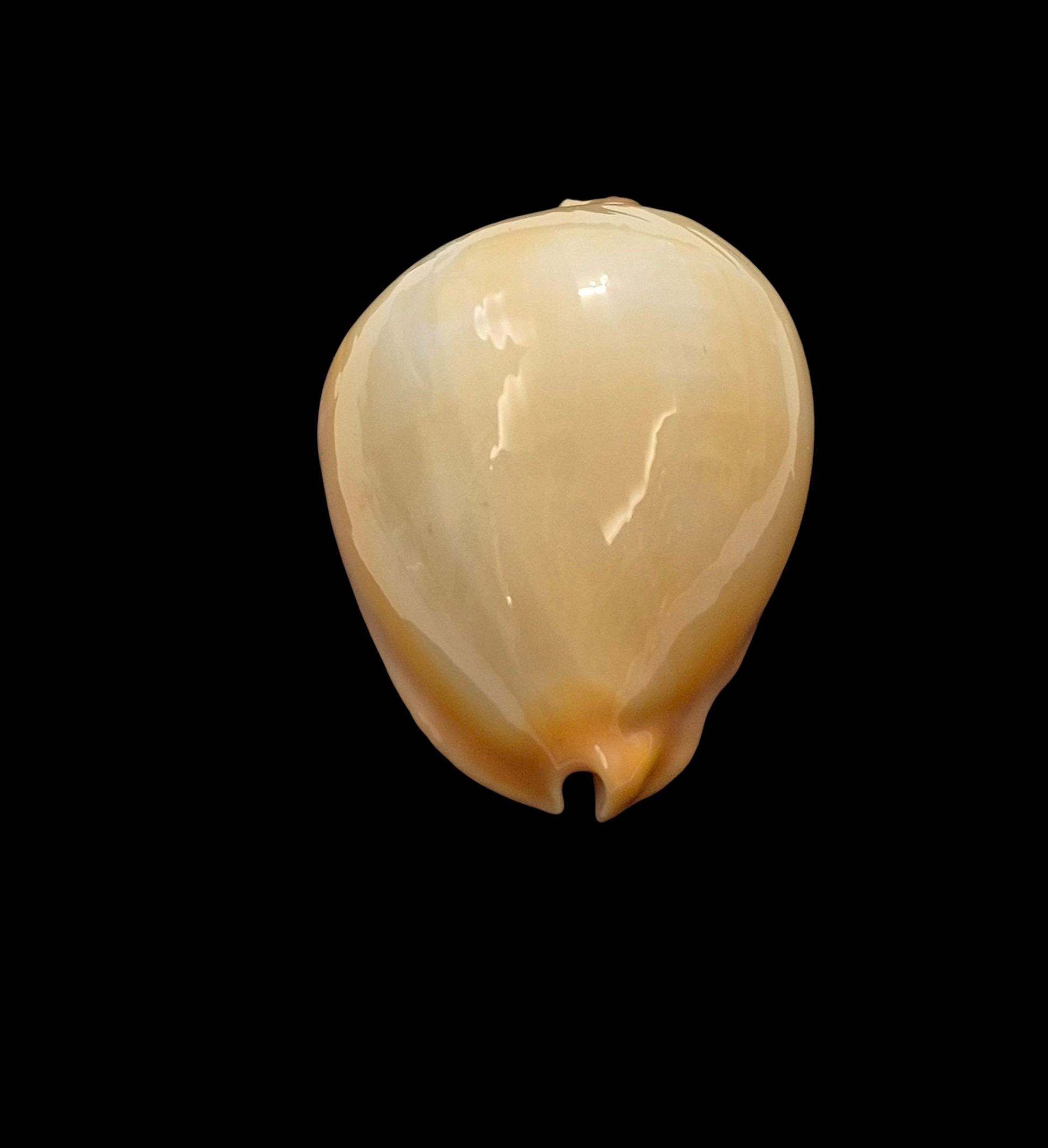 BC036 Zoila raywalkeri - GOLDEN BEAUTY - Image 8