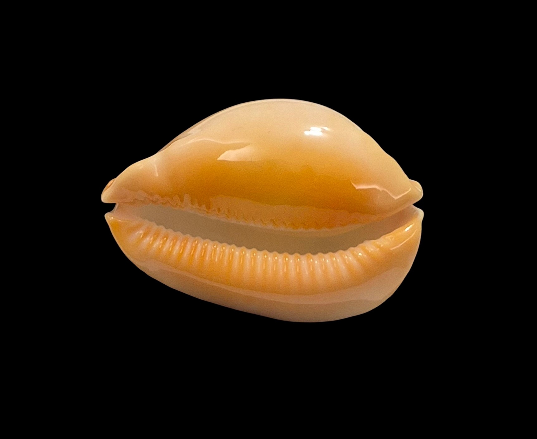 BC036 Zoila raywalkeri - GOLDEN BEAUTY - Image 4