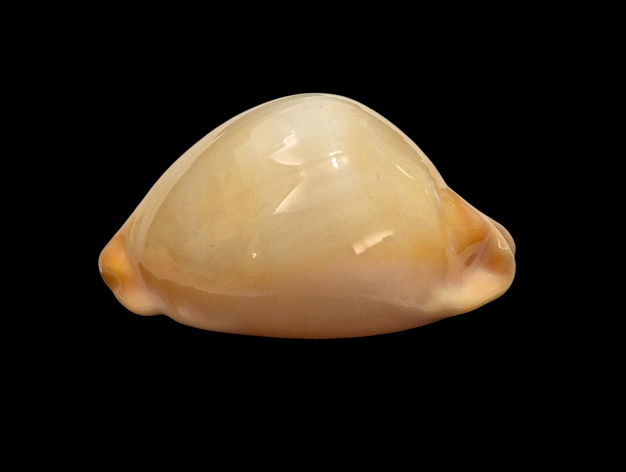 BC036 Zoila raywalkeri - GOLDEN BEAUTY - Image 5