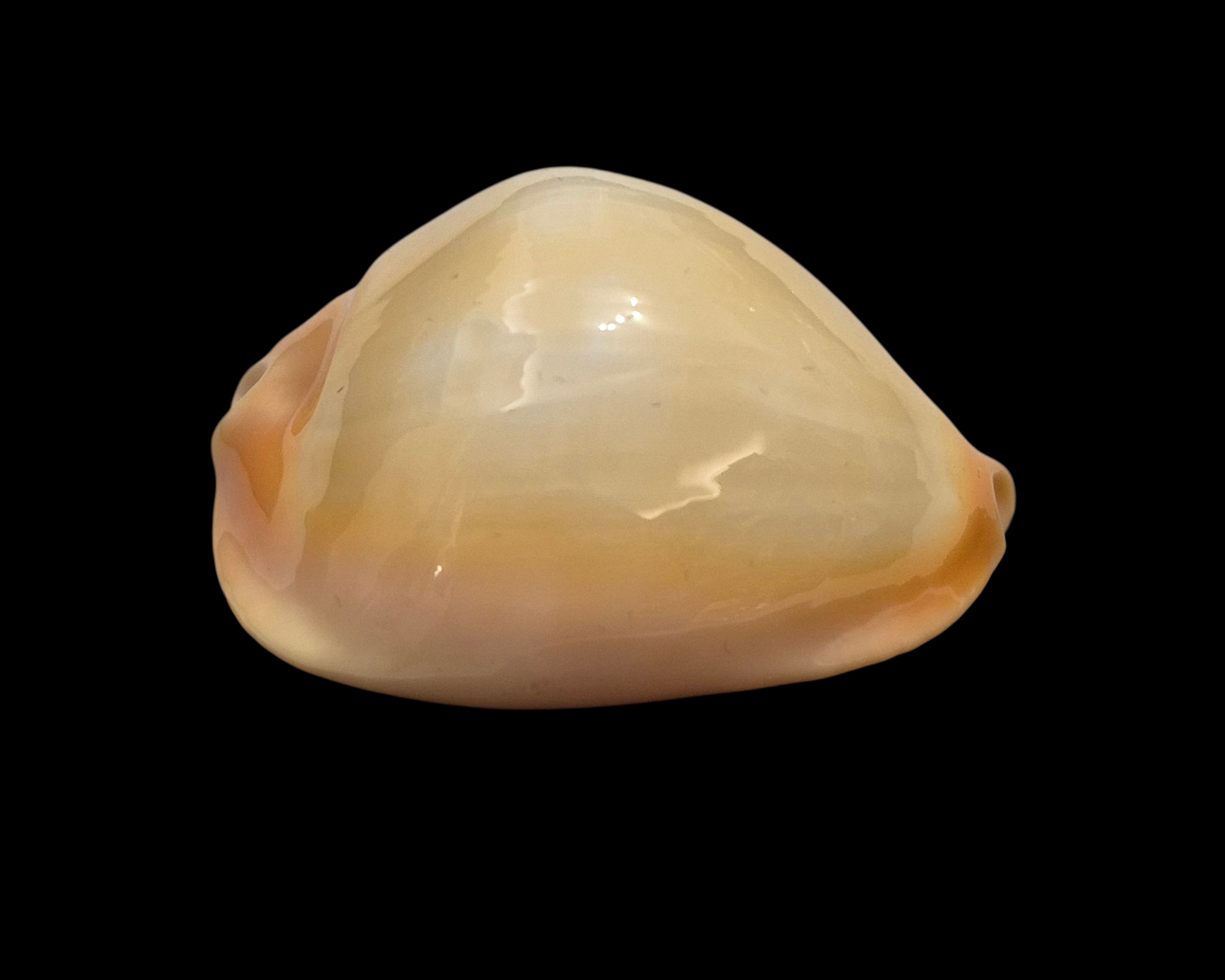 BC036 Zoila raywalkeri - GOLDEN BEAUTY - Image 6