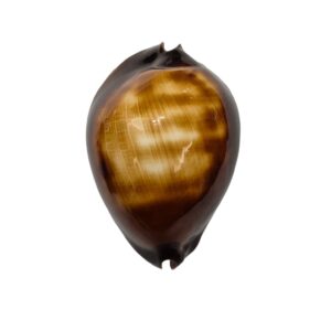 BC201 Zoila raywalkeri f. regularis