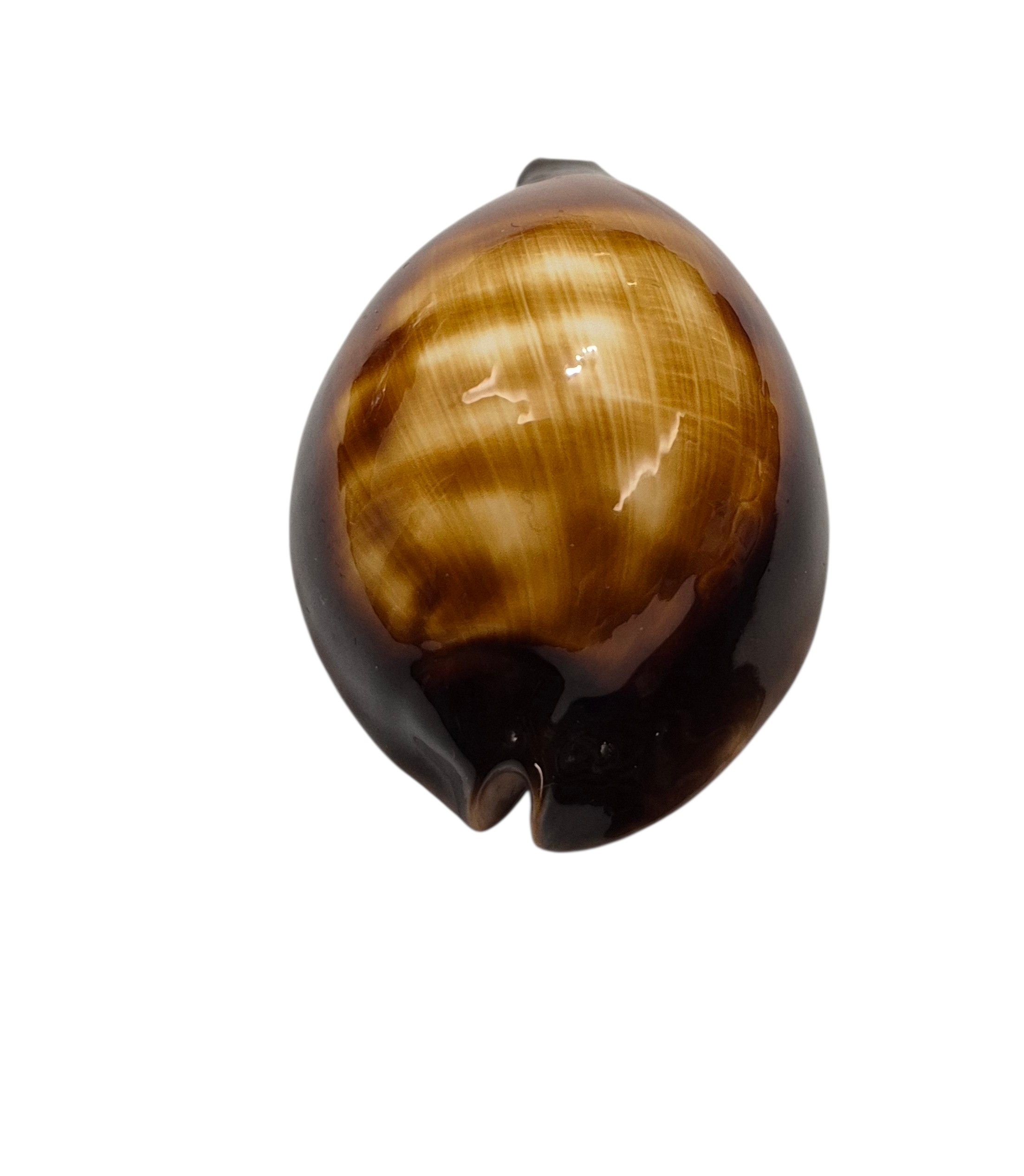 BC201 Zoila raywalkeri f. regularis - Image 5