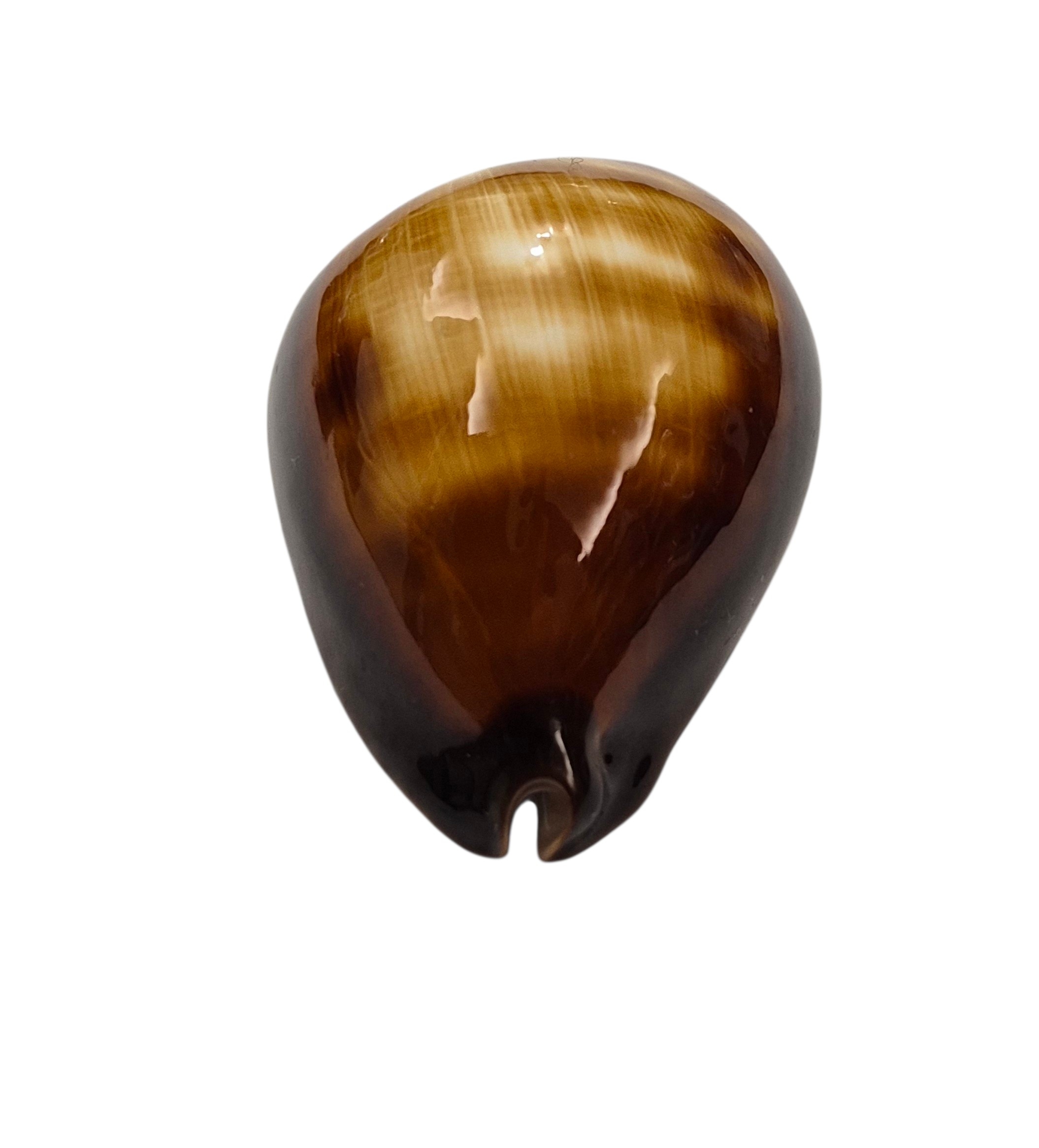 BC201 Zoila raywalkeri f. regularis - Image 6