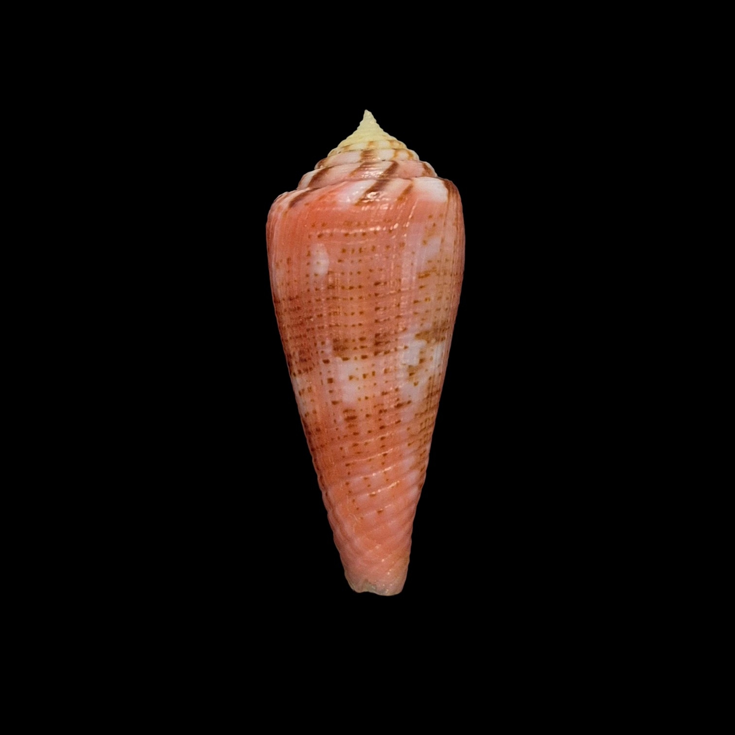 BC030 Conus granulatus w/o