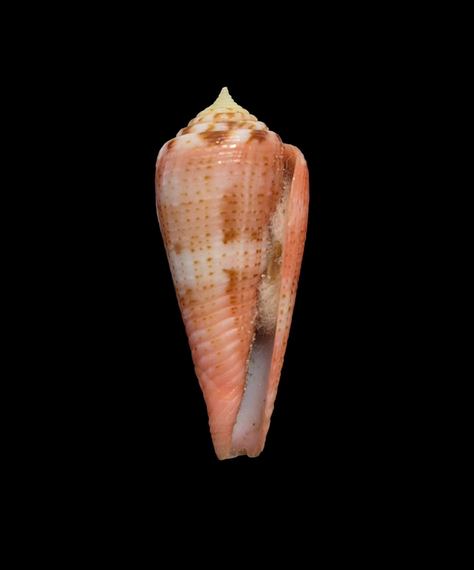BC030 Conus granulatus w/o - Image 2