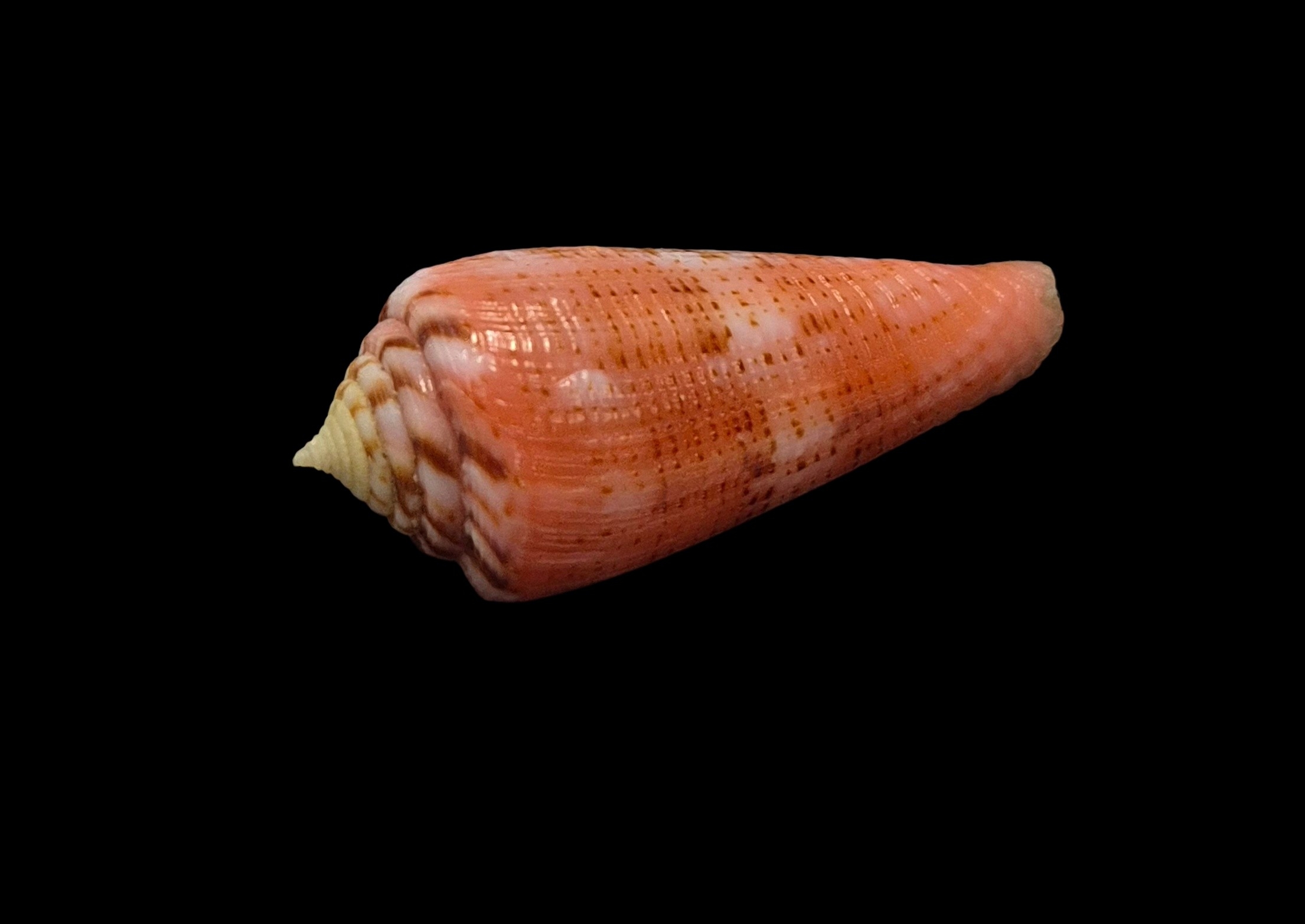 BC030 Conus granulatus w/o - Image 3