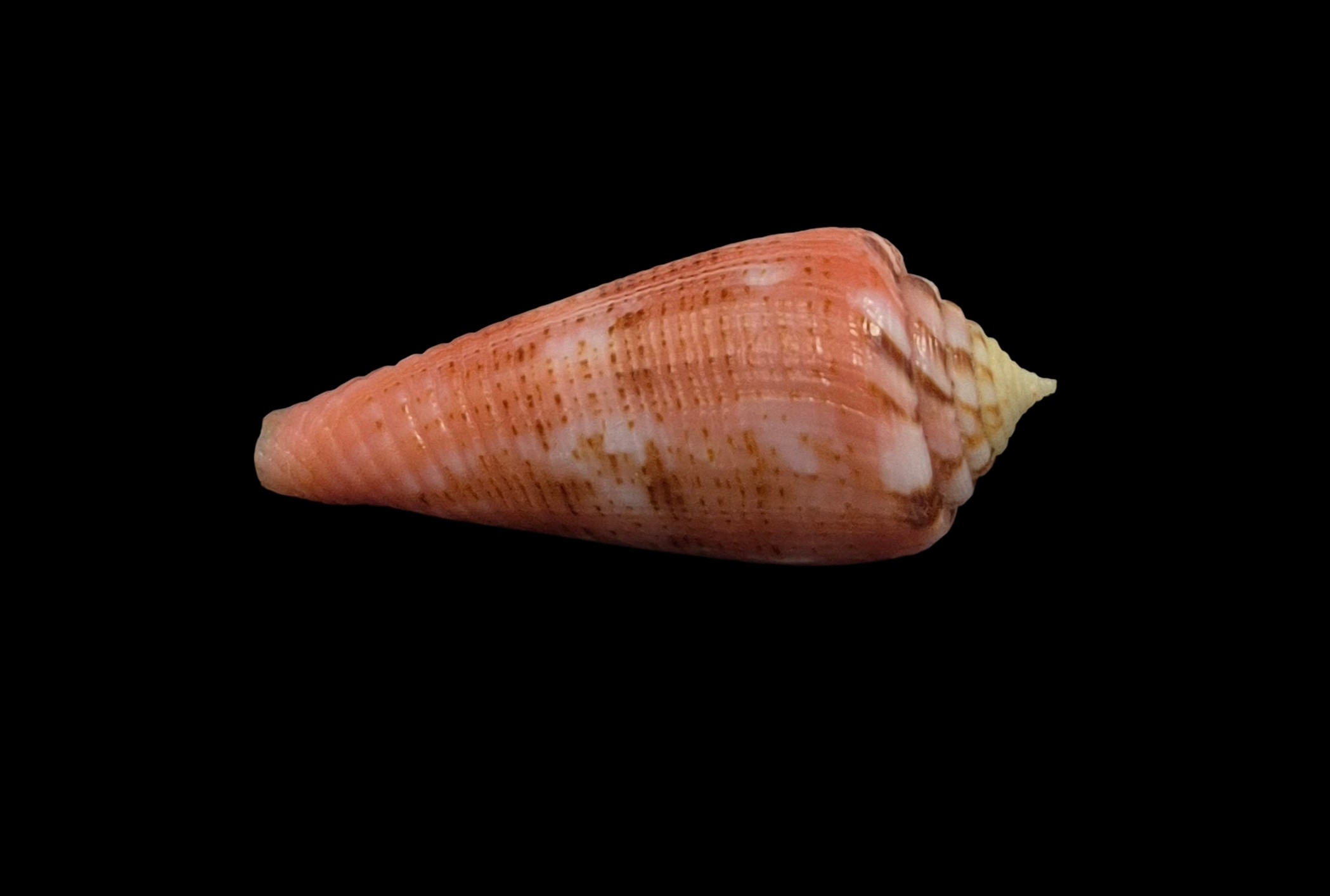 BC030 Conus granulatus w/o - Image 4