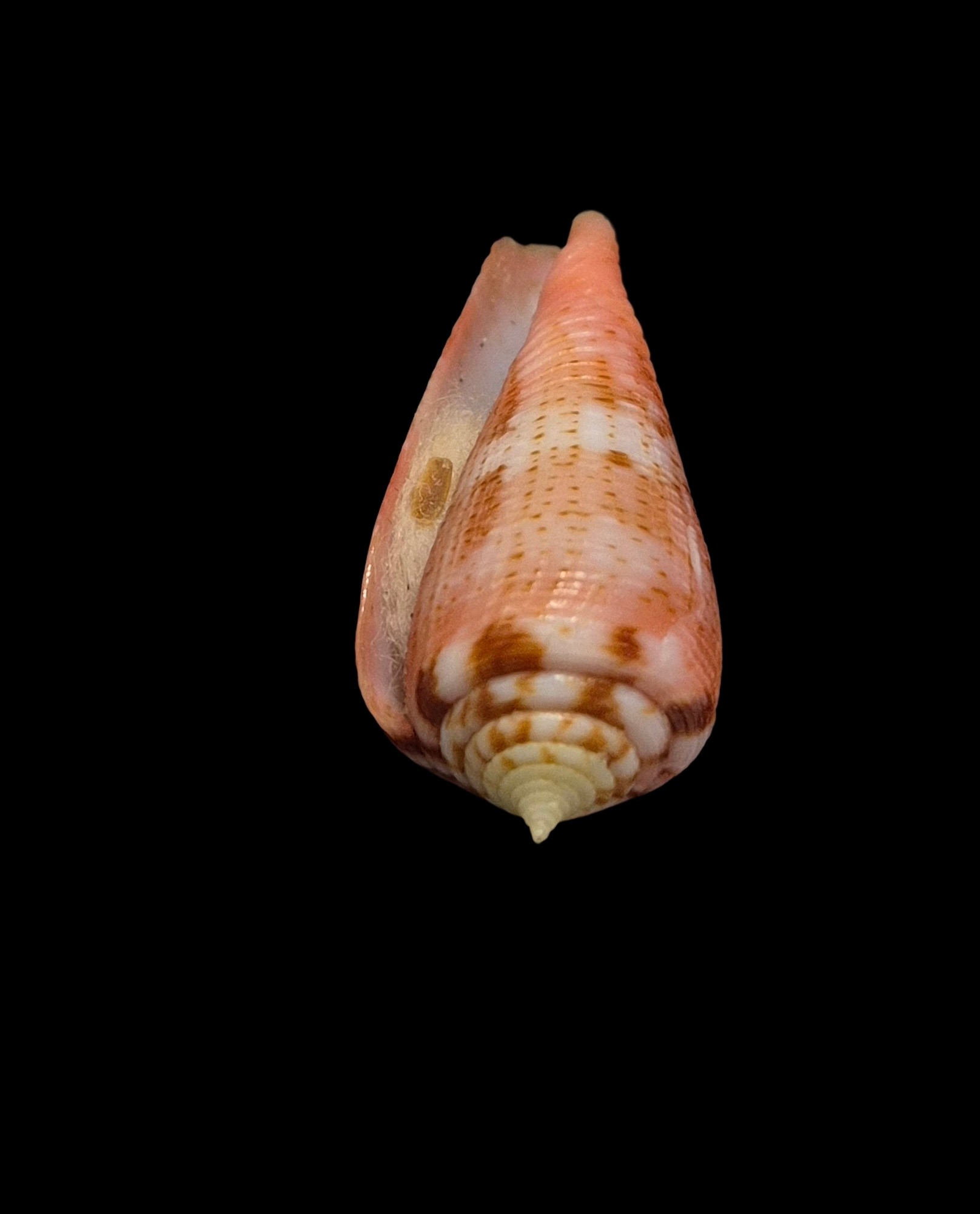 BC030 Conus granulatus w/o - Image 5