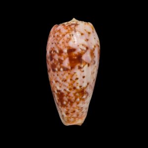BC055 Conus minamiae