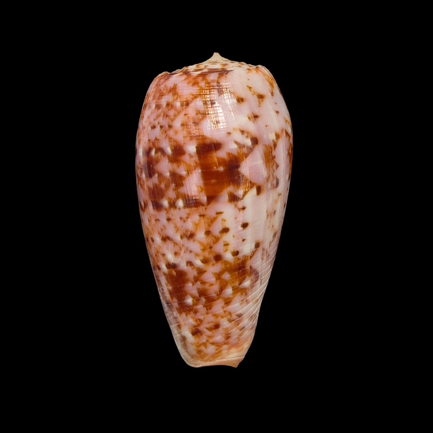 BC055 Conus minamiae