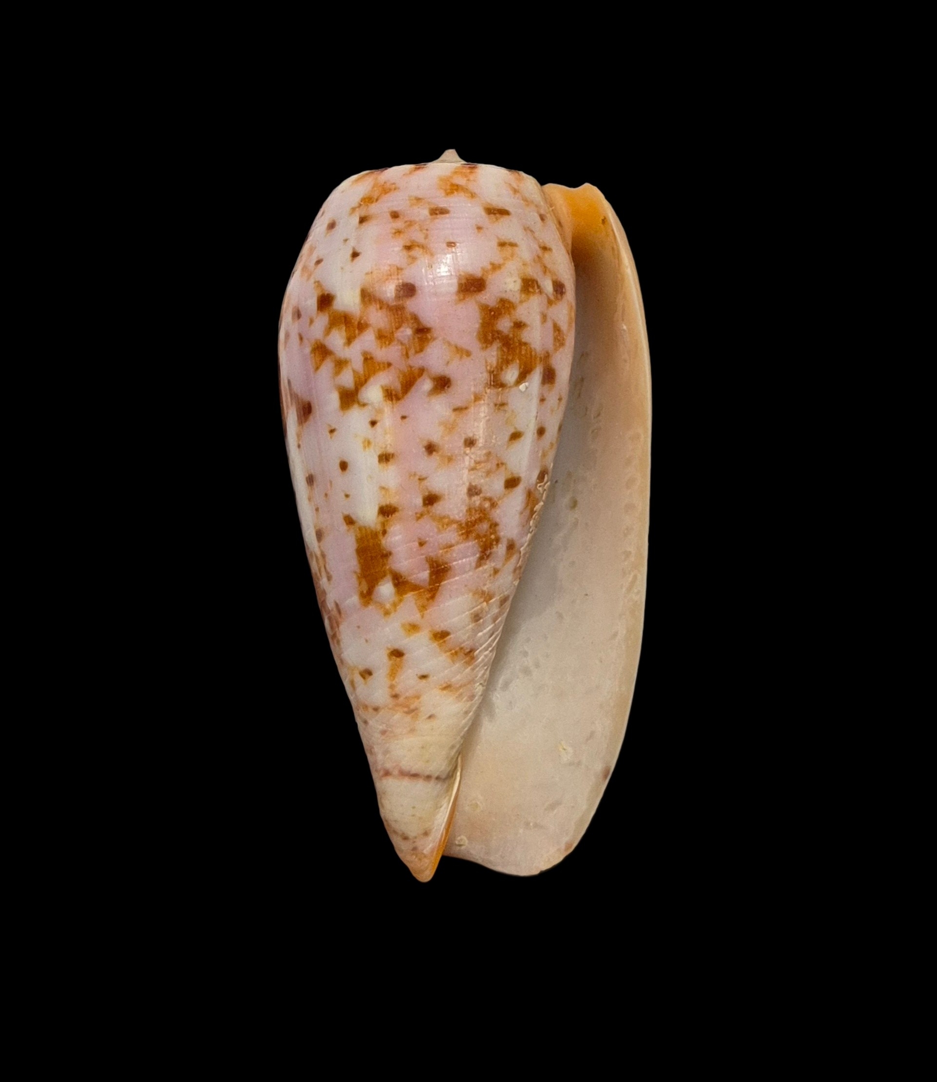 BC055 Conus minamiae - Image 2