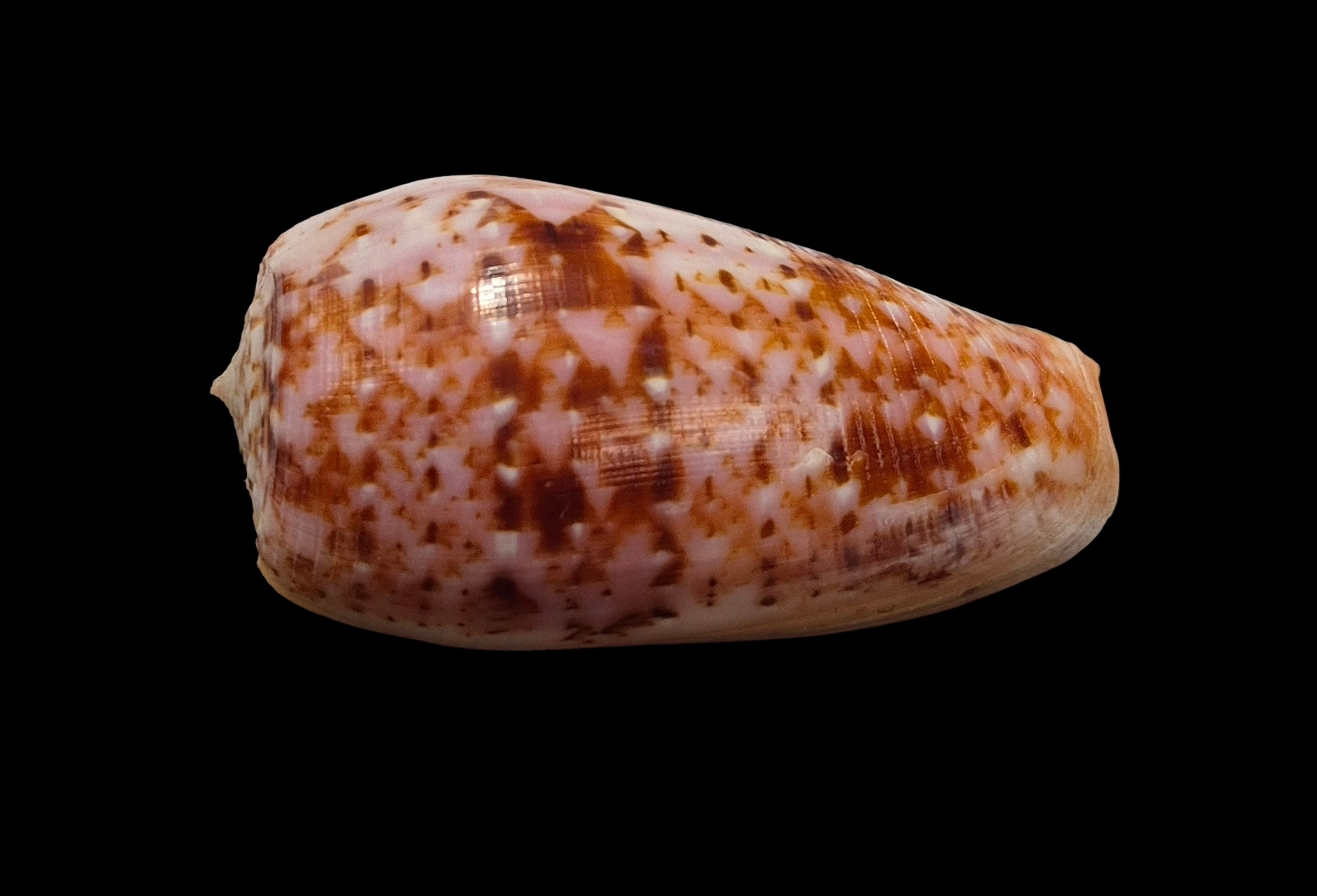 BC055 Conus minamiae - Image 3