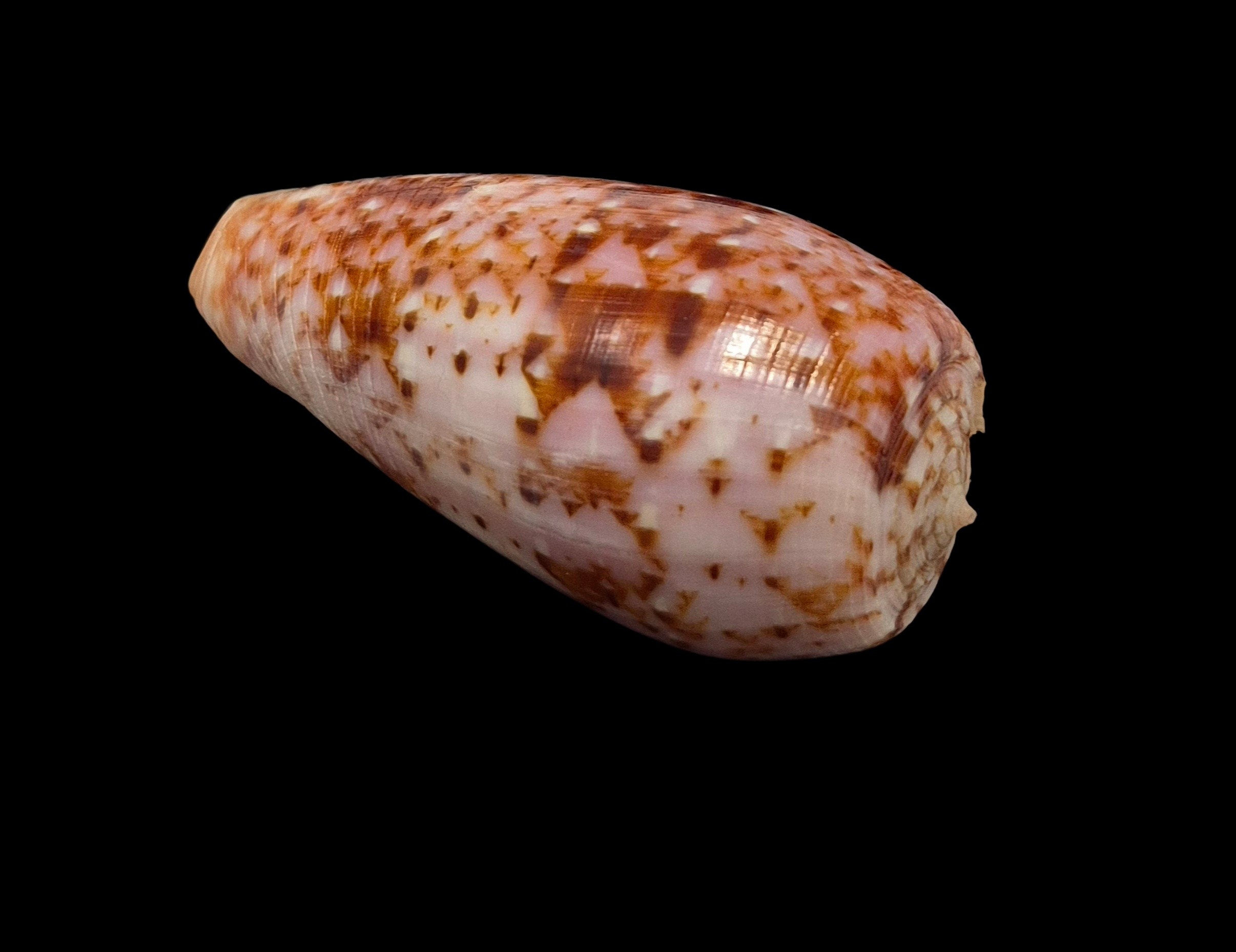 BC055 Conus minamiae - Image 4