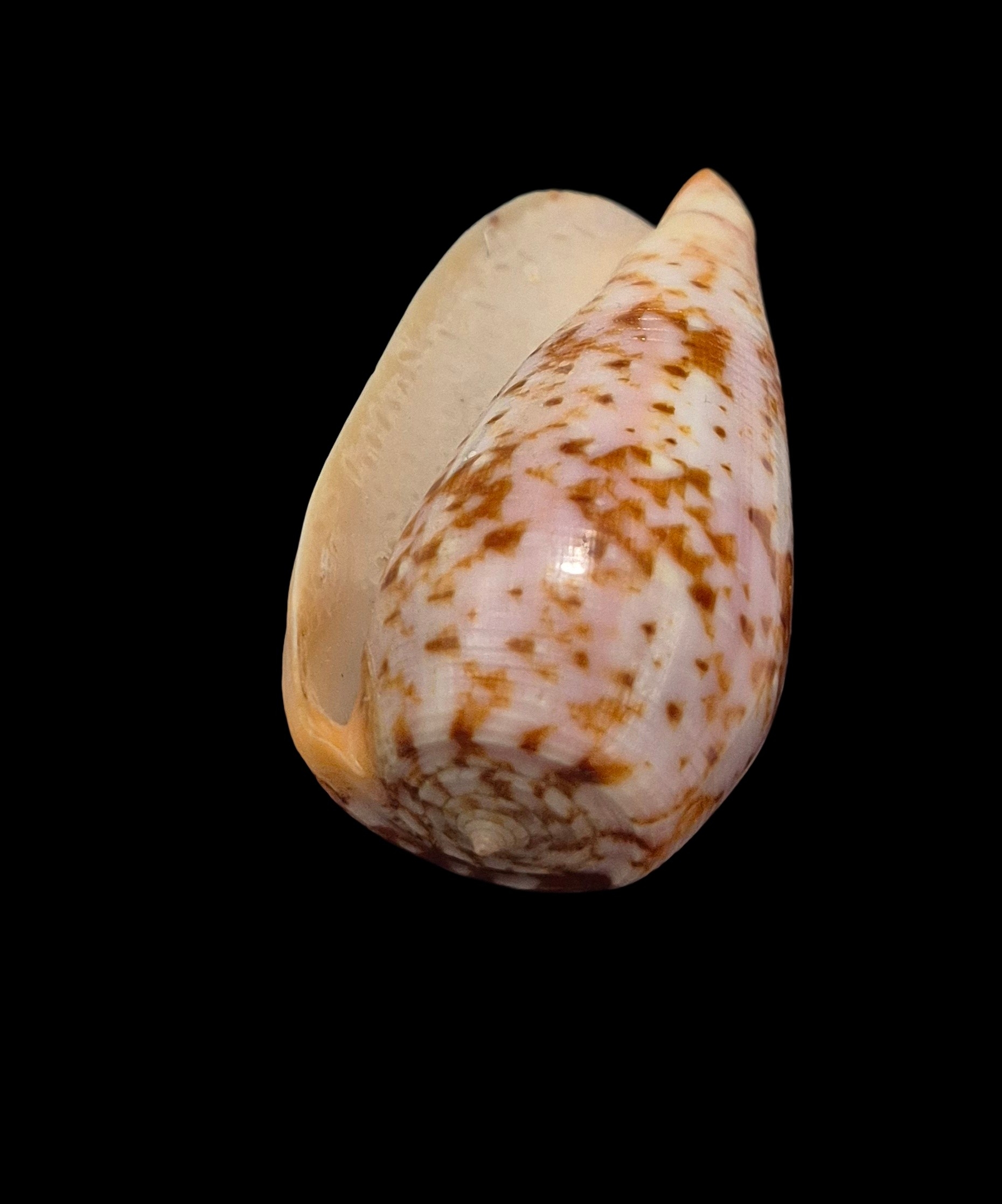 BC055 Conus minamiae - Image 5