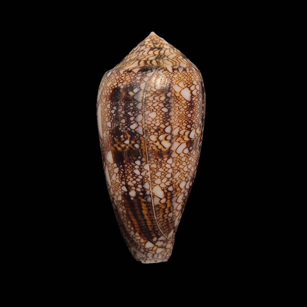 BC113 Conus textilinus - HUGE