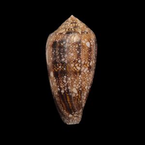 BC113 Conus textilinus - HUGE