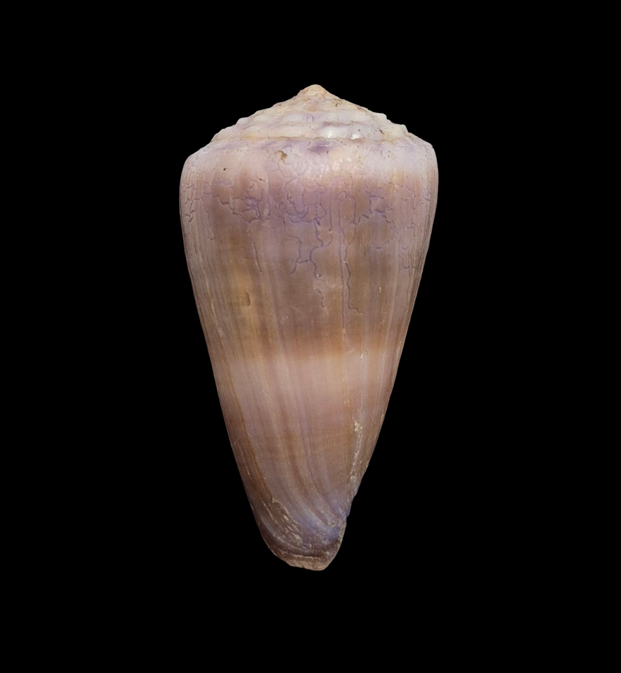 BC291 Conus conco w/o - Image 5