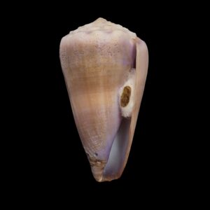 BC291 Conus conco w/o