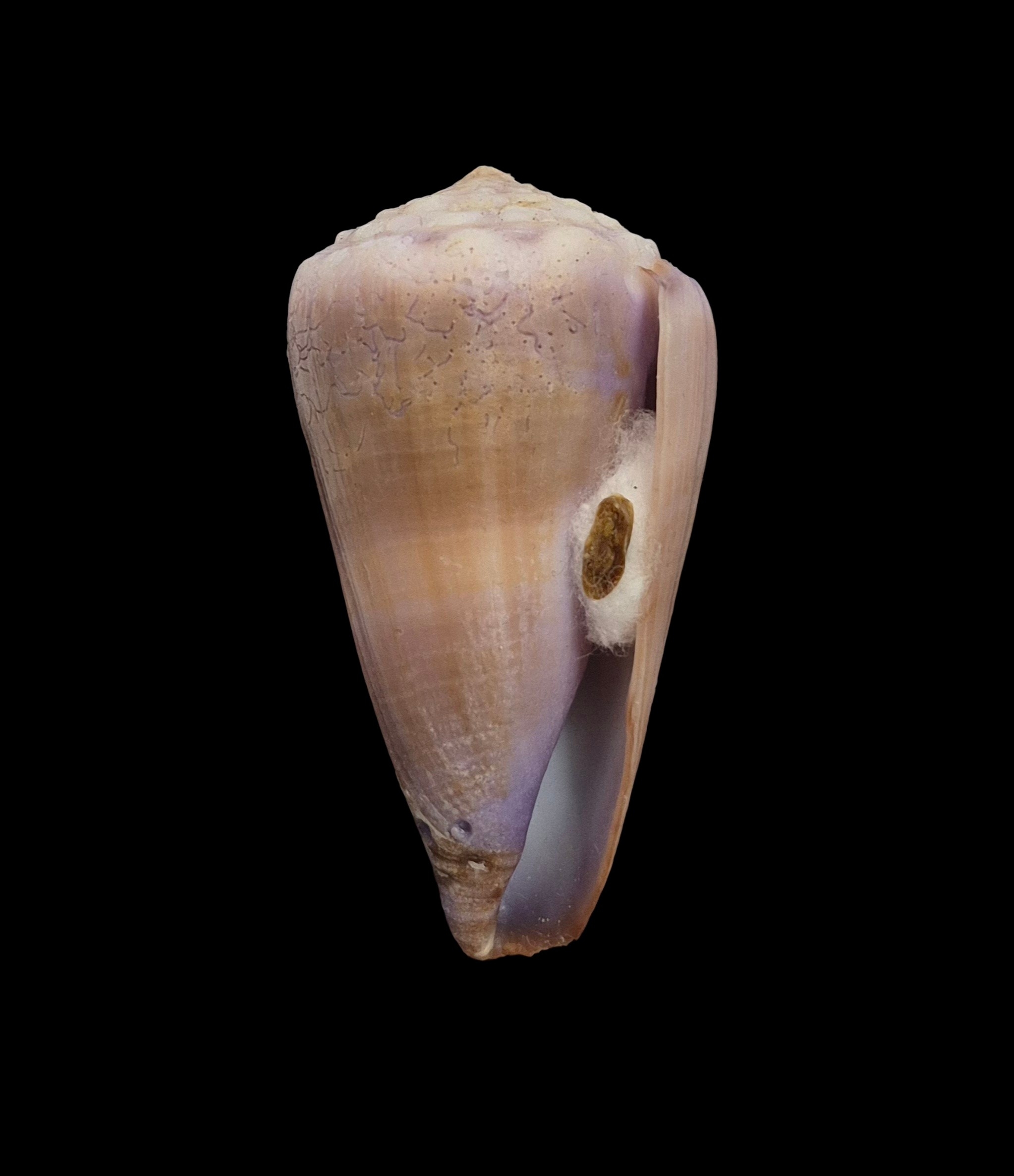 BC291 Conus conco w/o