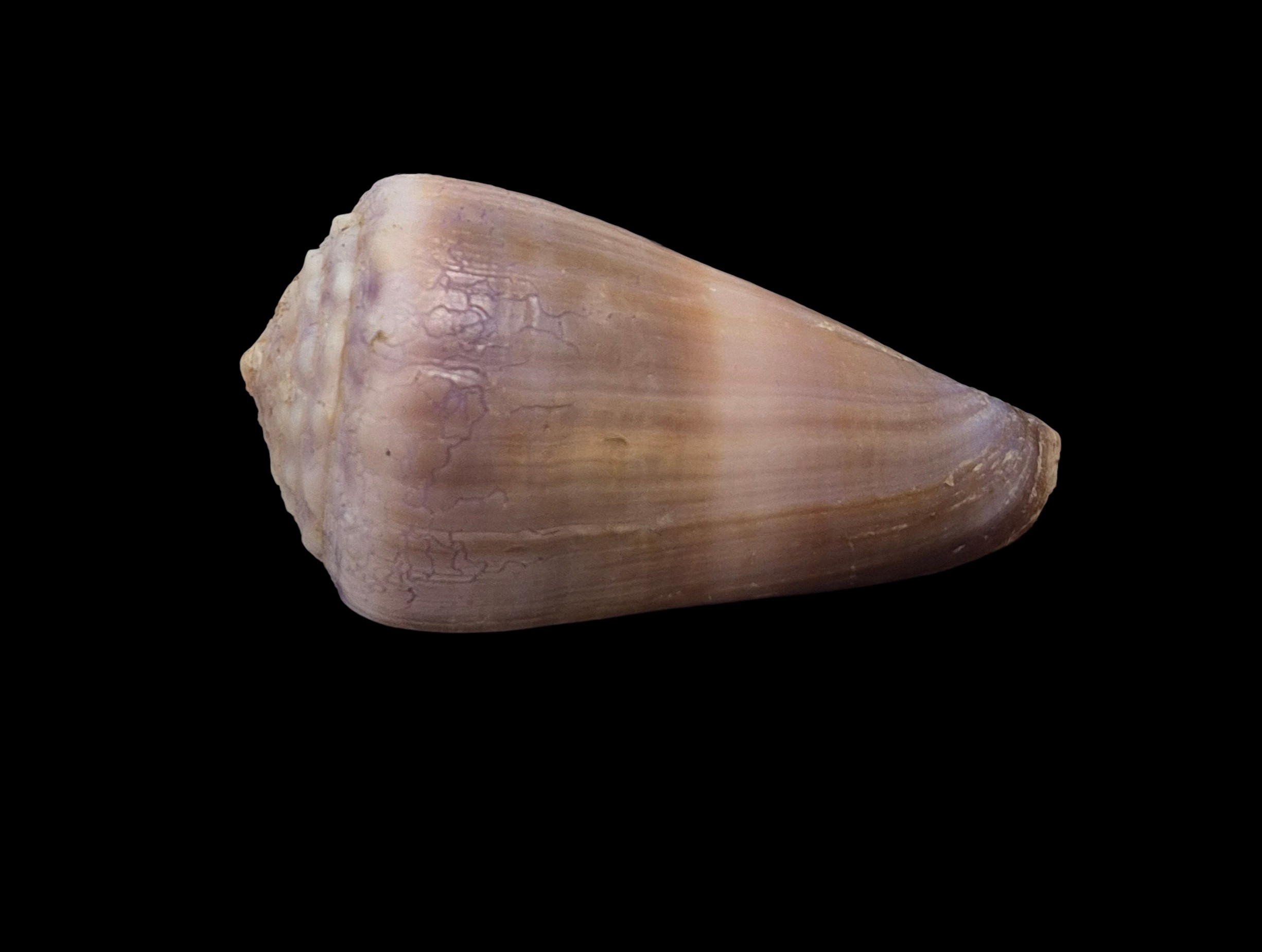 BC291 Conus conco w/o - Image 2