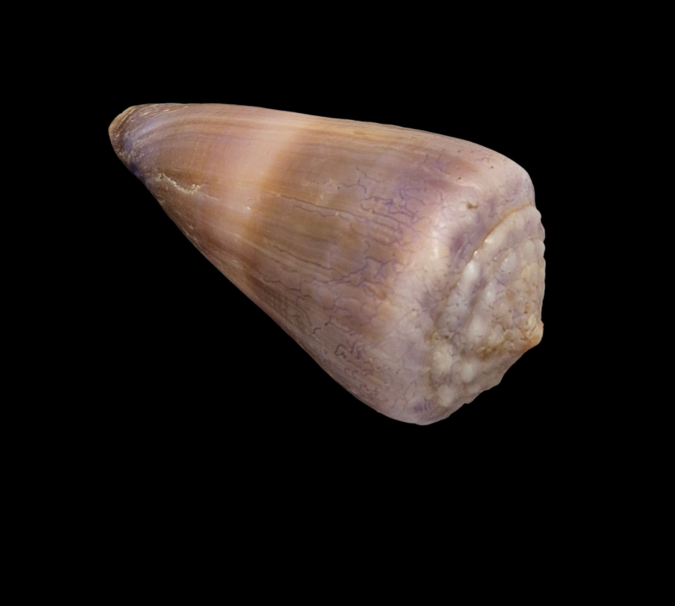 BC291 Conus conco w/o - Image 3