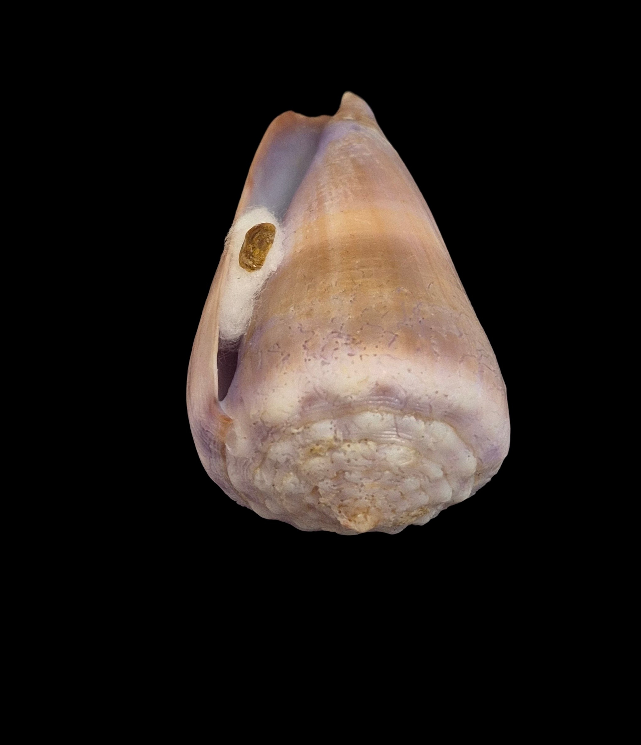 BC291 Conus conco w/o - Image 4