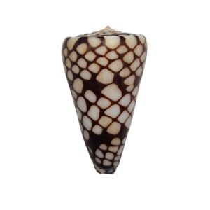 BC054 Conus marchionatus - LARGE