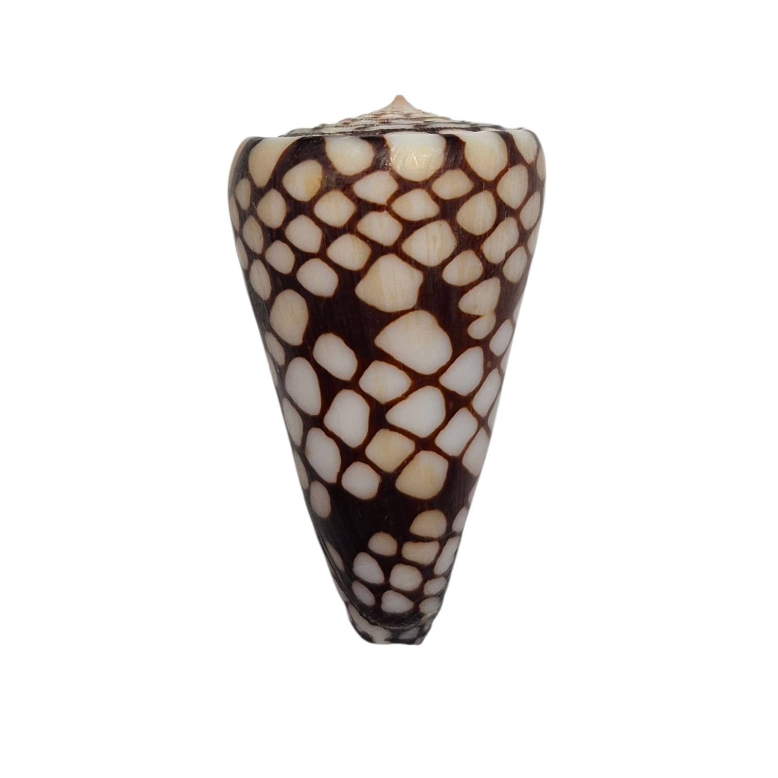 BC054 Conus marchionatus - LARGE
