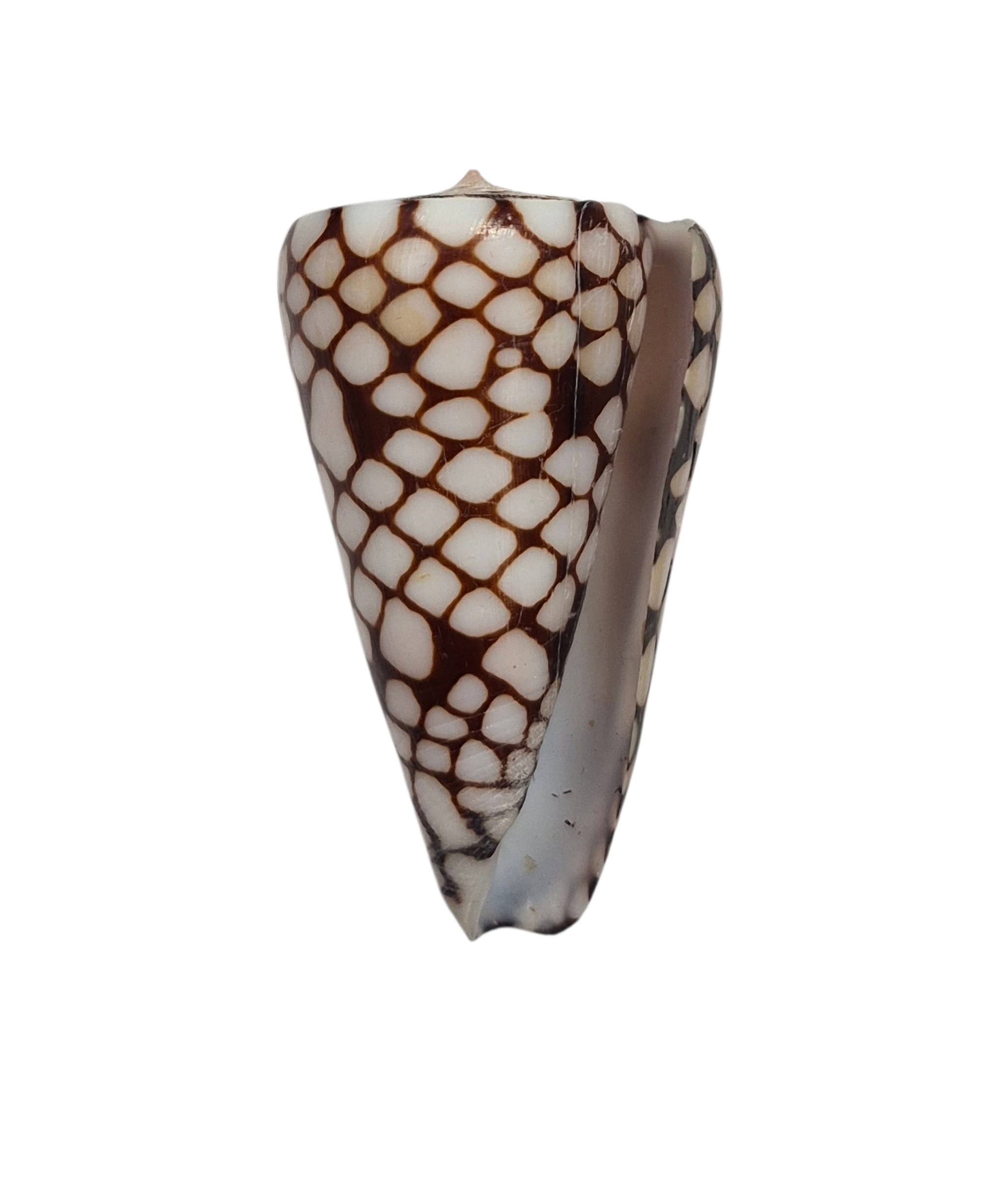 BC054 Conus marchionatus - LARGE - Image 2