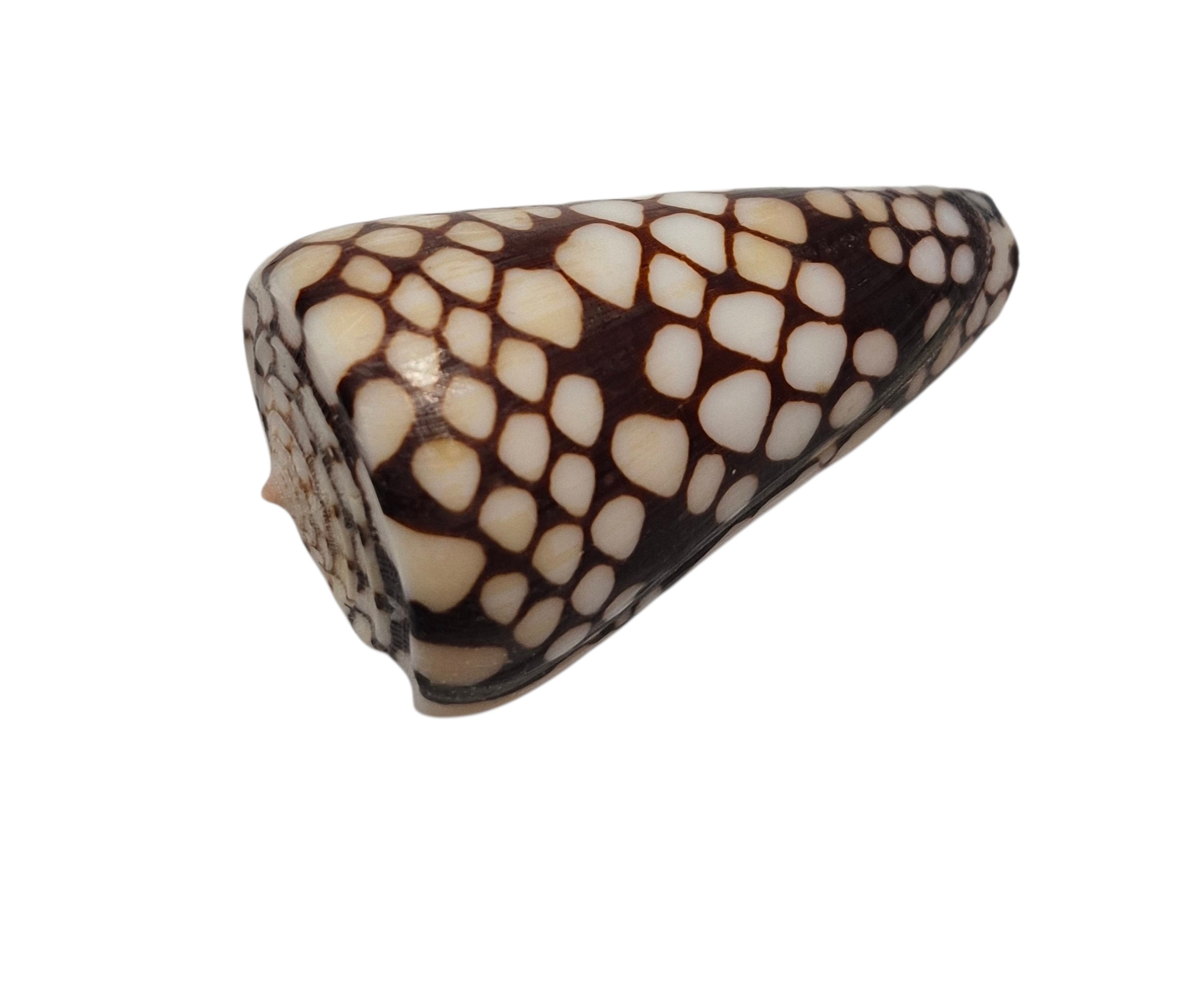 BC054 Conus marchionatus - LARGE - Image 3