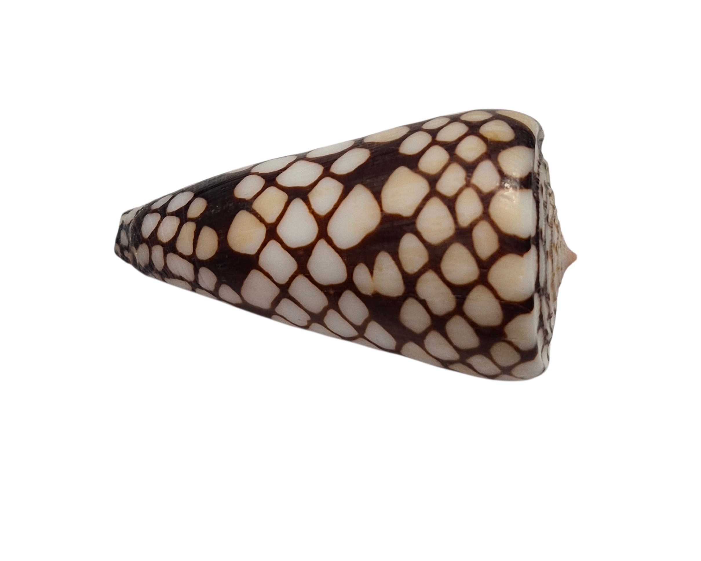 BC054 Conus marchionatus - LARGE - Image 4