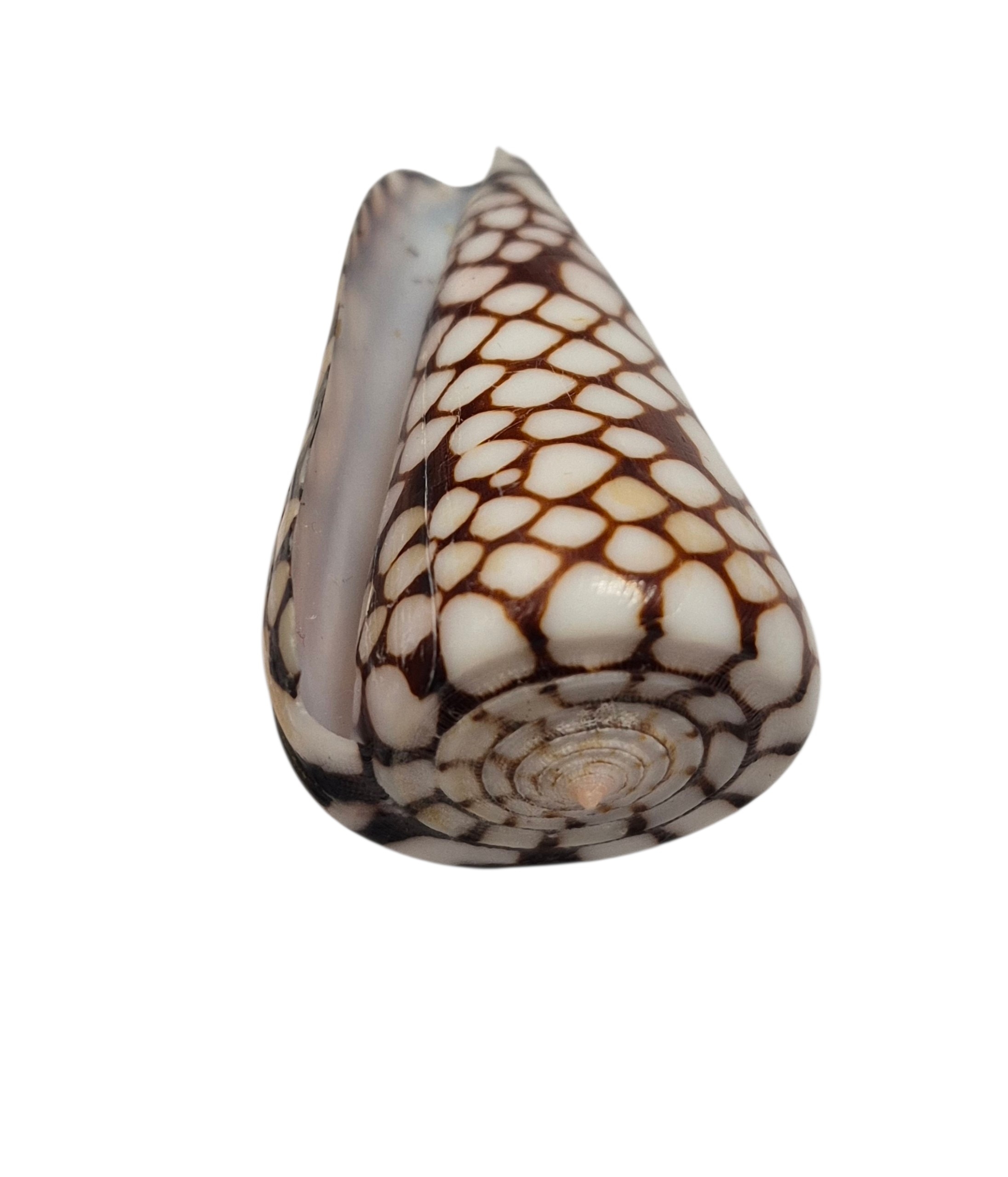 BC054 Conus marchionatus - LARGE - Image 5