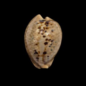 BC211 Muracypraea mus