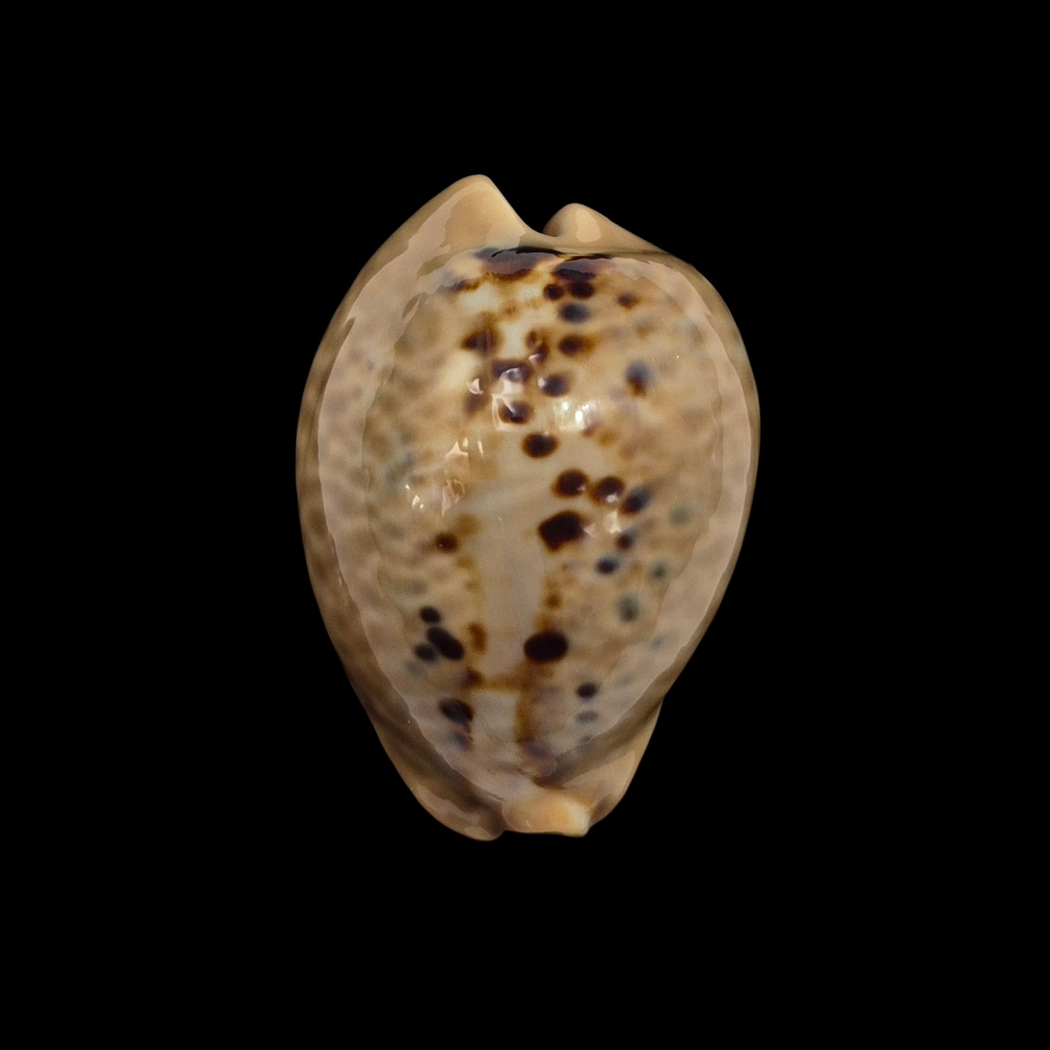 BC211 Muracypraea mus
