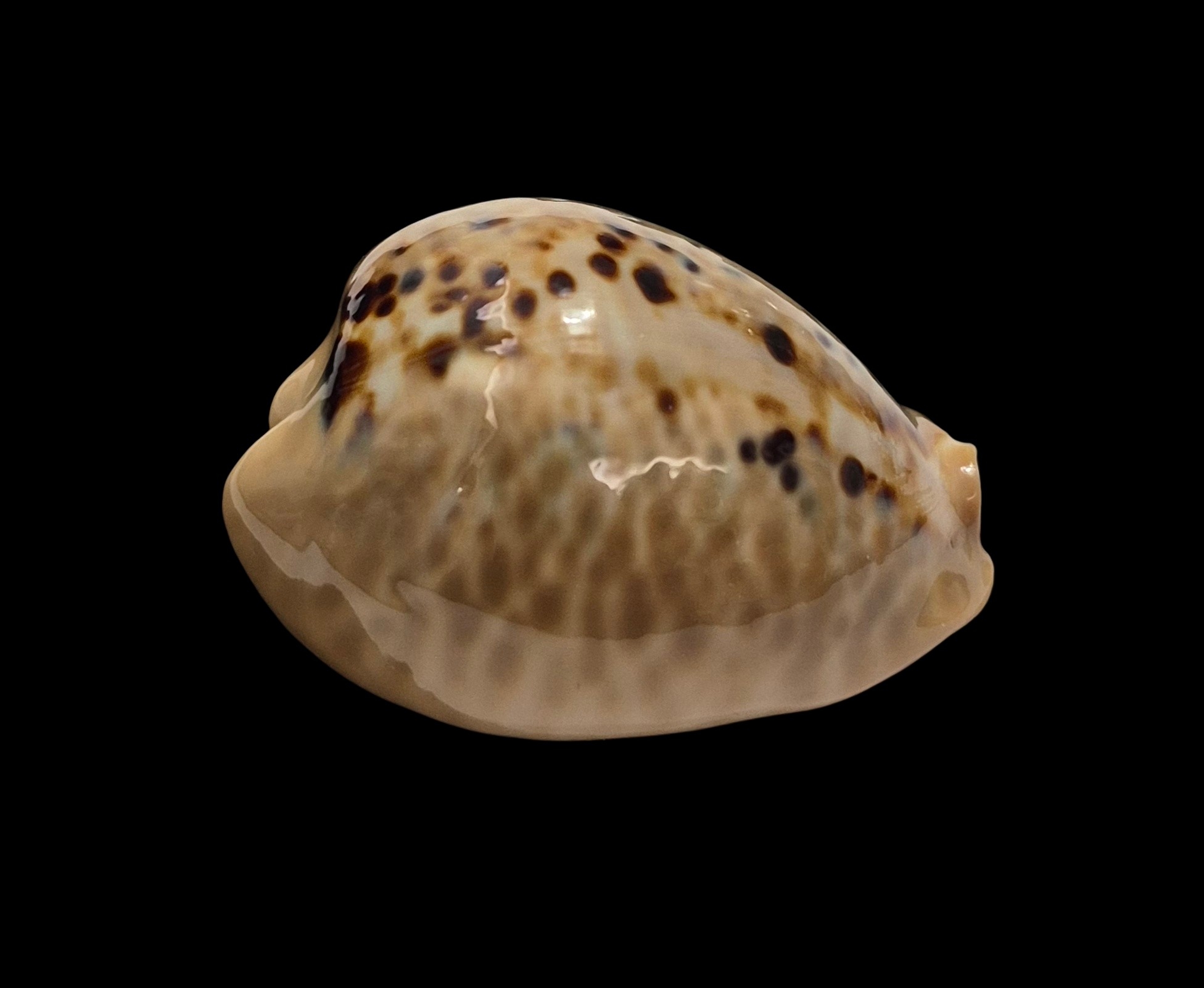 BC211 Muracypraea mus - Image 3