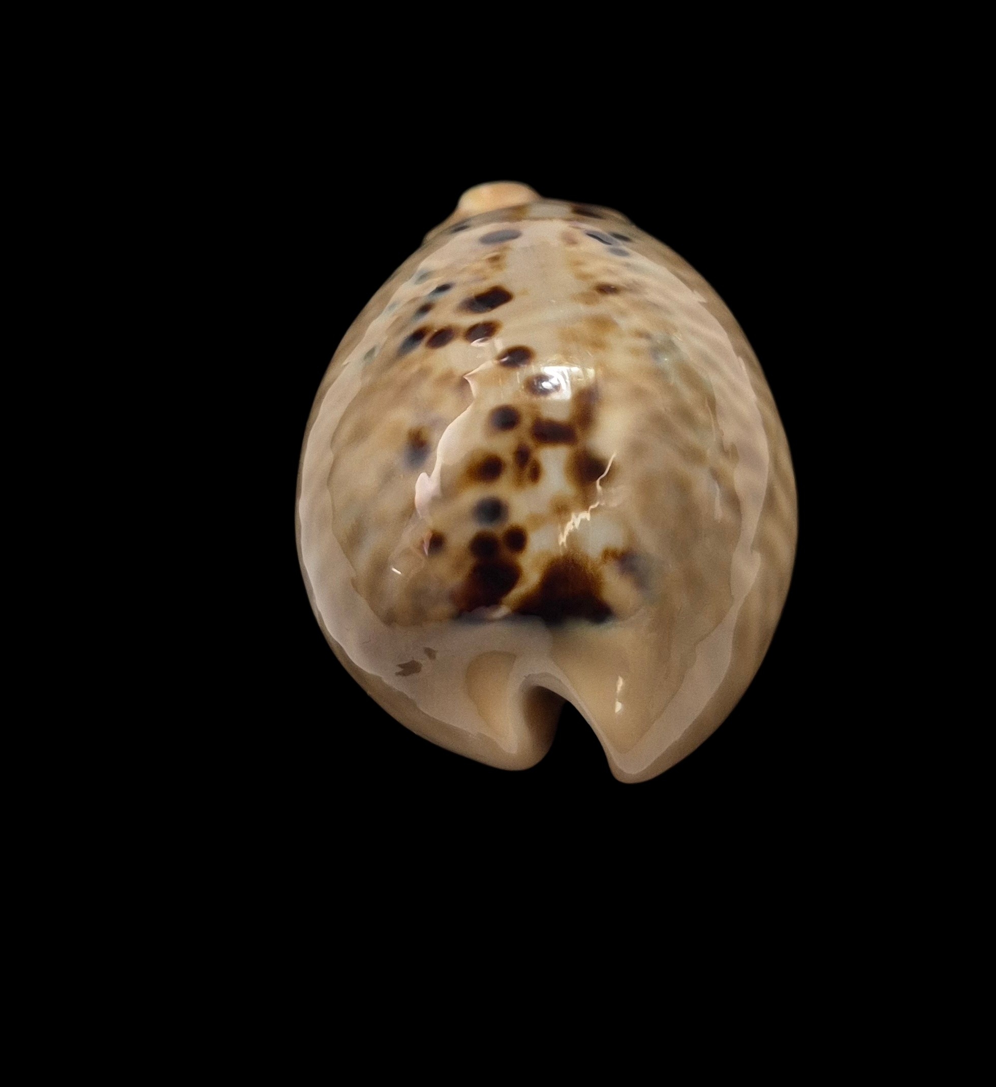 BC211 Muracypraea mus - Image 5