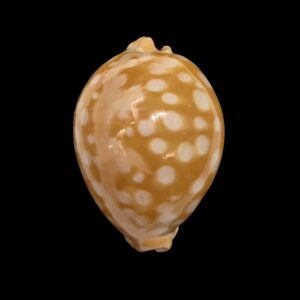 BC053 Lyncina leucodon angioyna