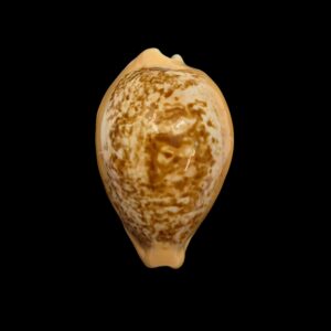 BC041 Hiraseadusta langfordi