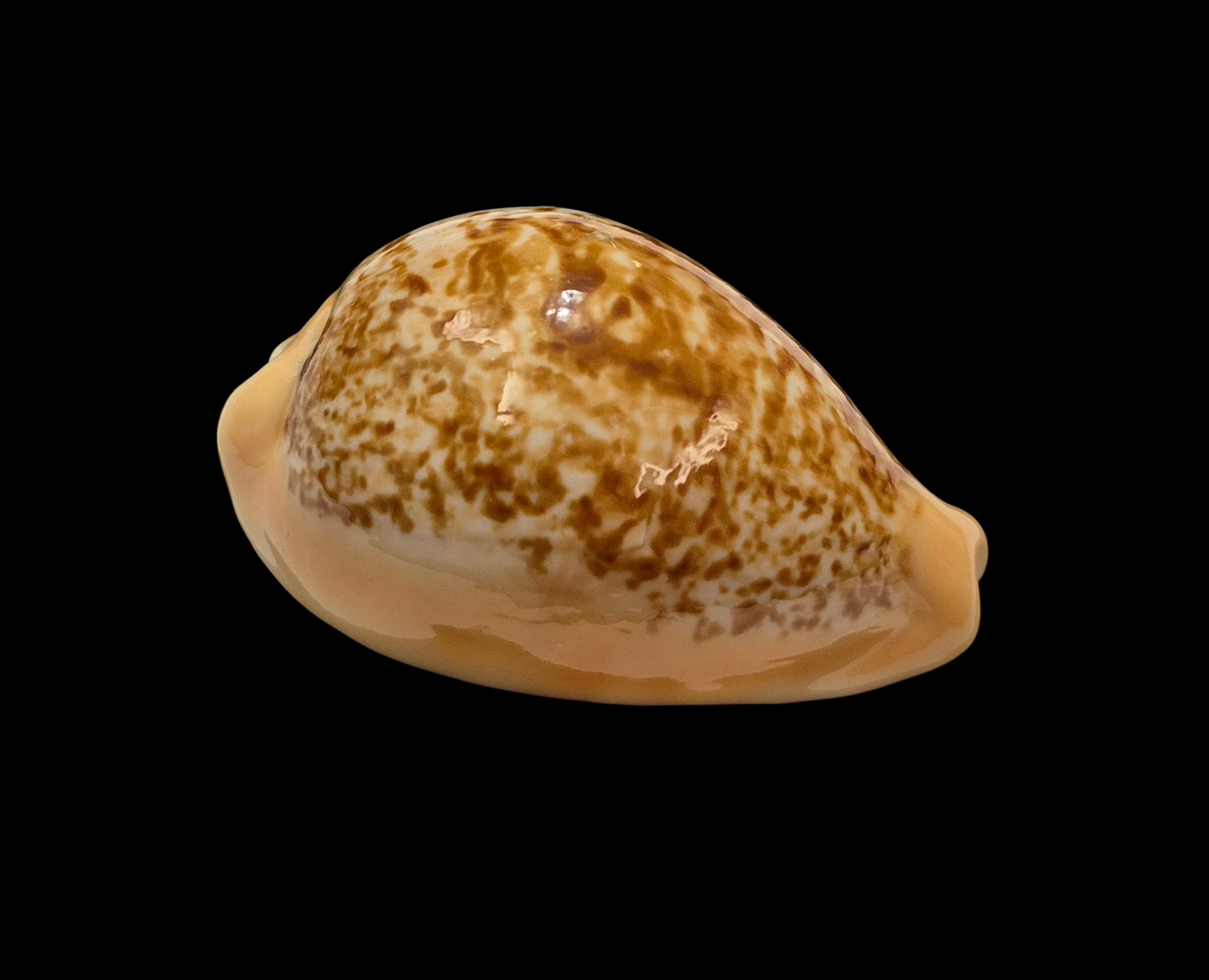 BC041 Hiraseadusta langfordi - Image 2