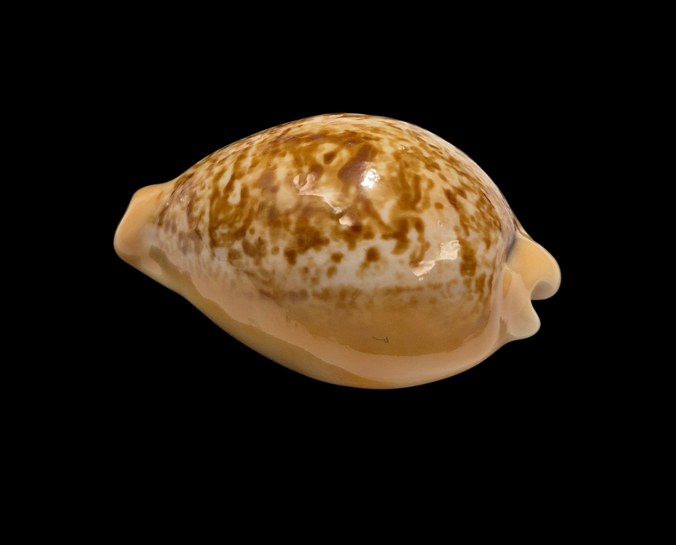 BC041 Hiraseadusta langfordi - Image 3