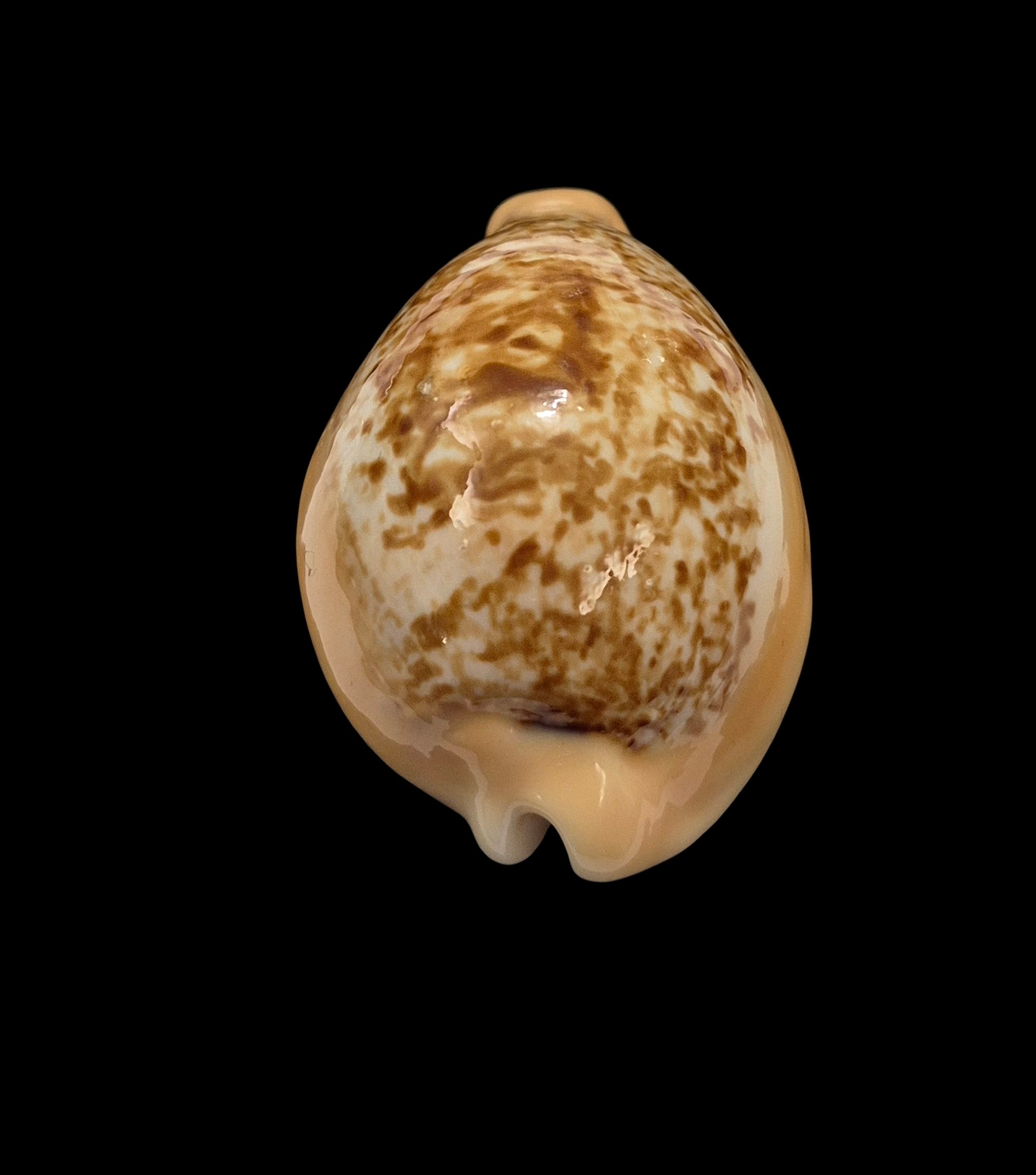 BC041 Hiraseadusta langfordi - Image 4